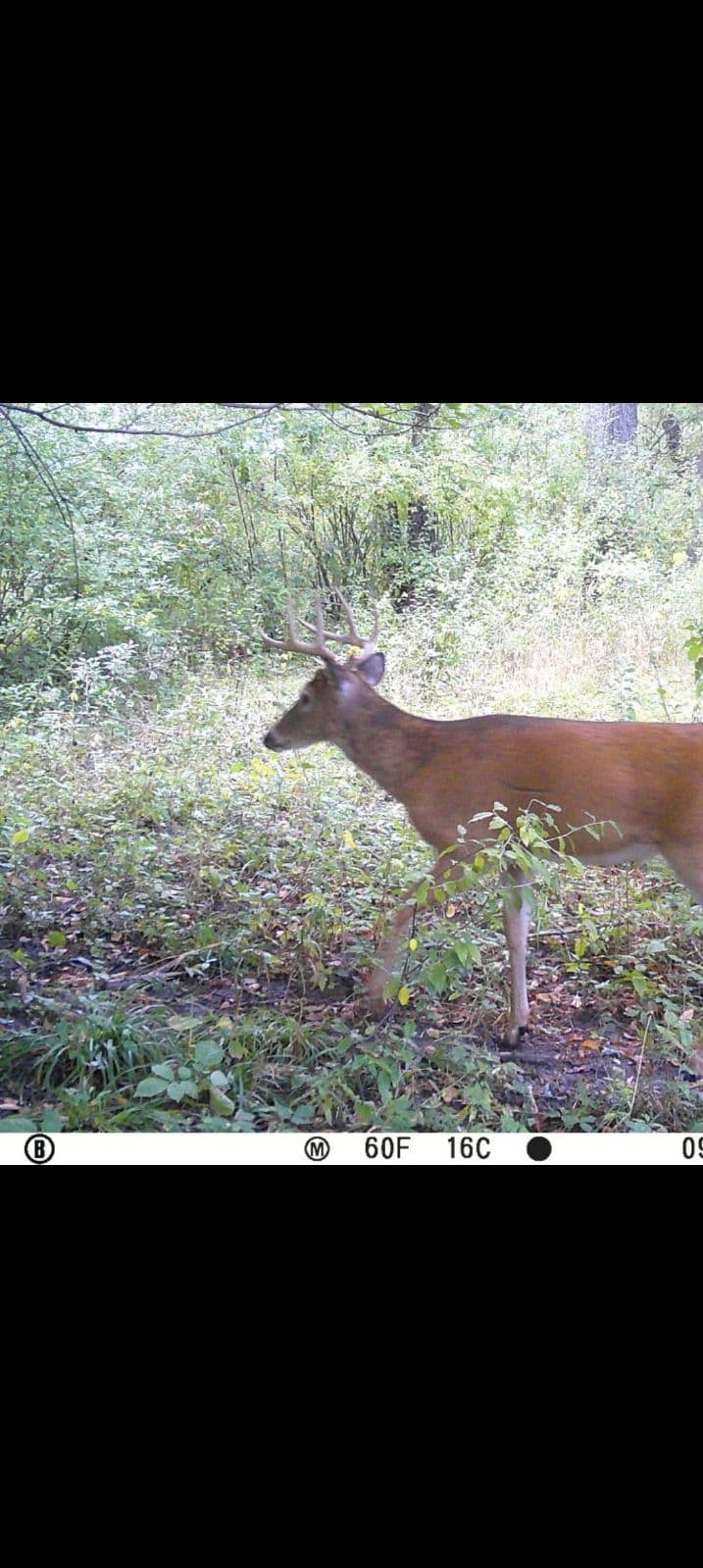 29 +/- Acres of Buildable Hunting Land Newaygo County MI