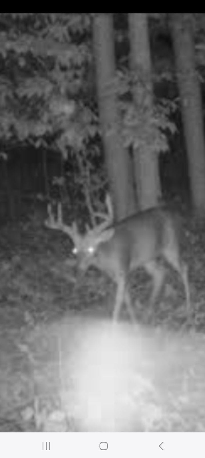 29 +/- Acres of Buildable Hunting Land Newaygo County MI