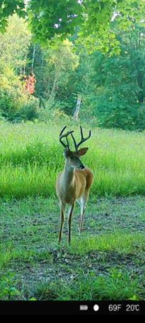 29 +/- Acres of Buildable Hunting Land Newaygo County MI