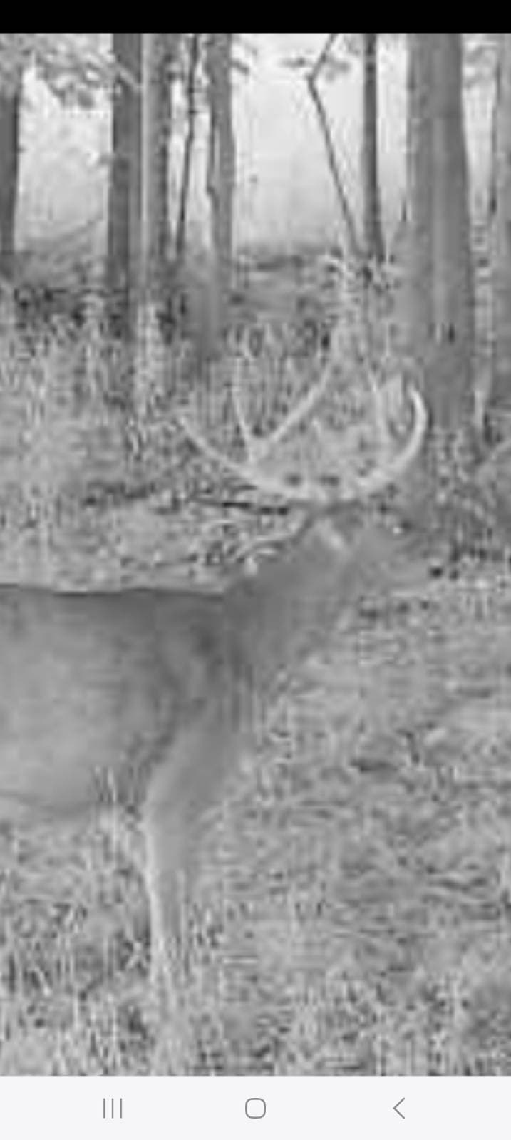 29 +/- Acres of Buildable Hunting Land Newaygo County MI
