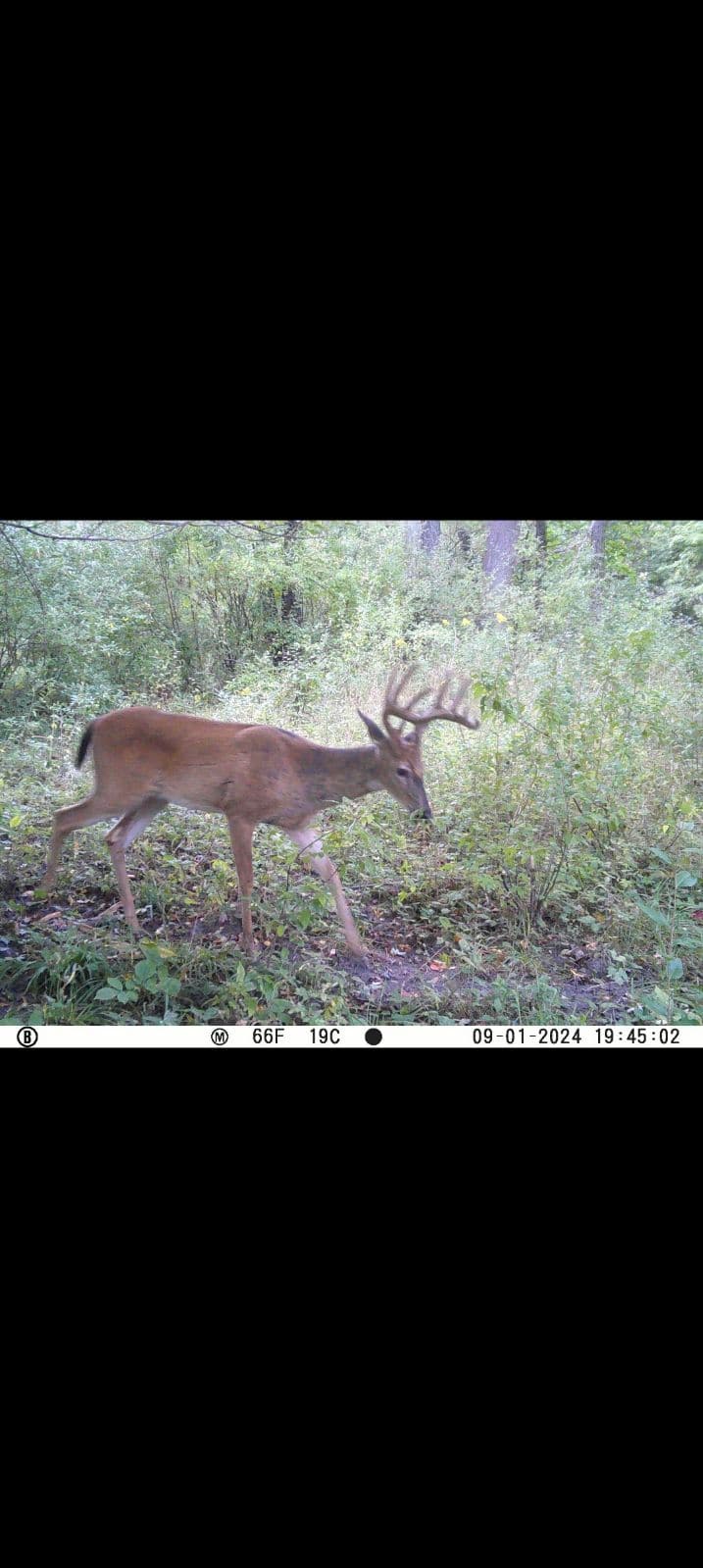 29 +/- Acres of Buildable Hunting Land Newaygo County MI