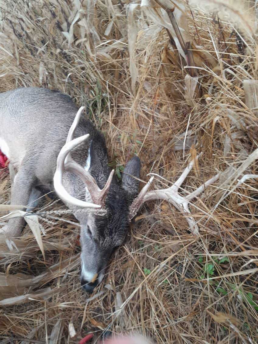 29 +/- Acres of Buildable Hunting Land Newaygo County MI