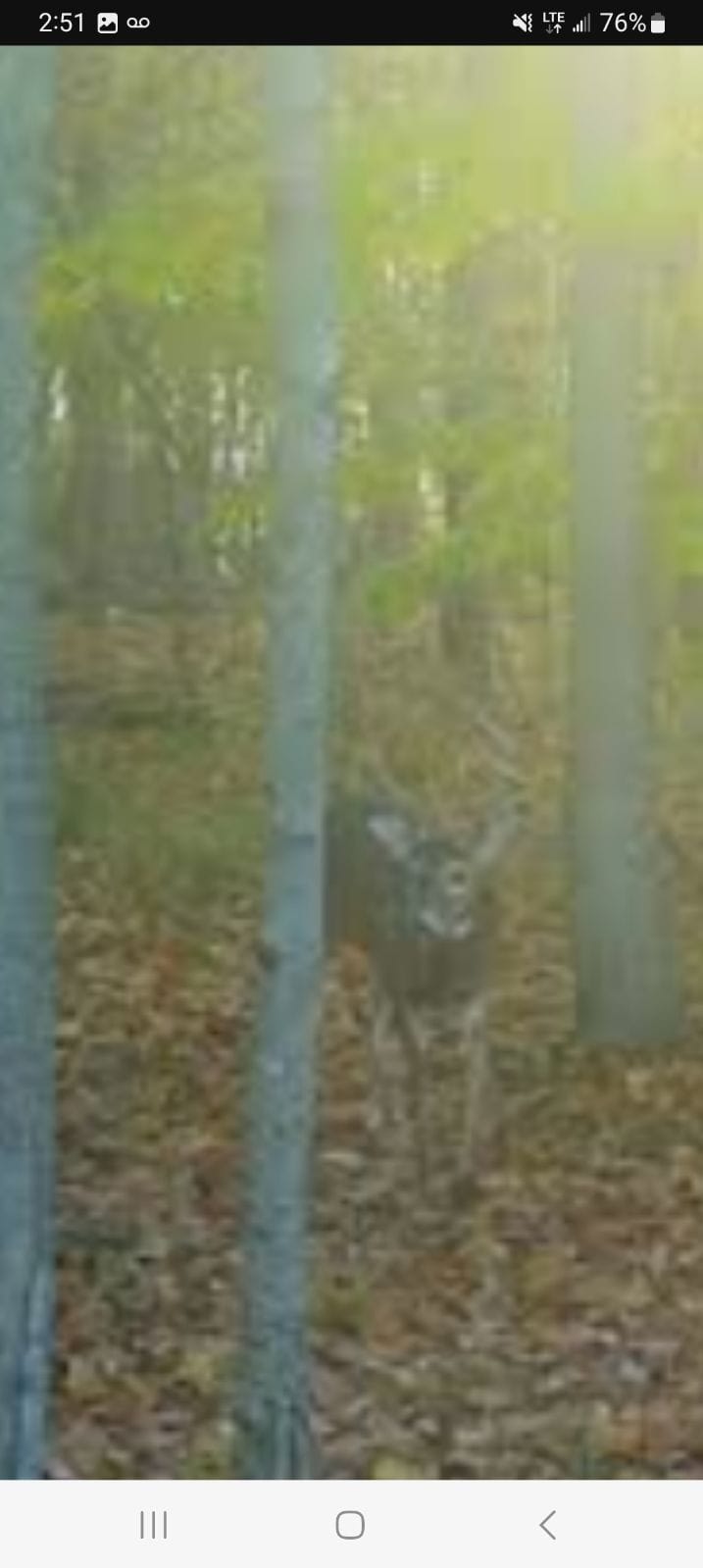 29 +/- Acres of Buildable Hunting Land Newaygo County MI