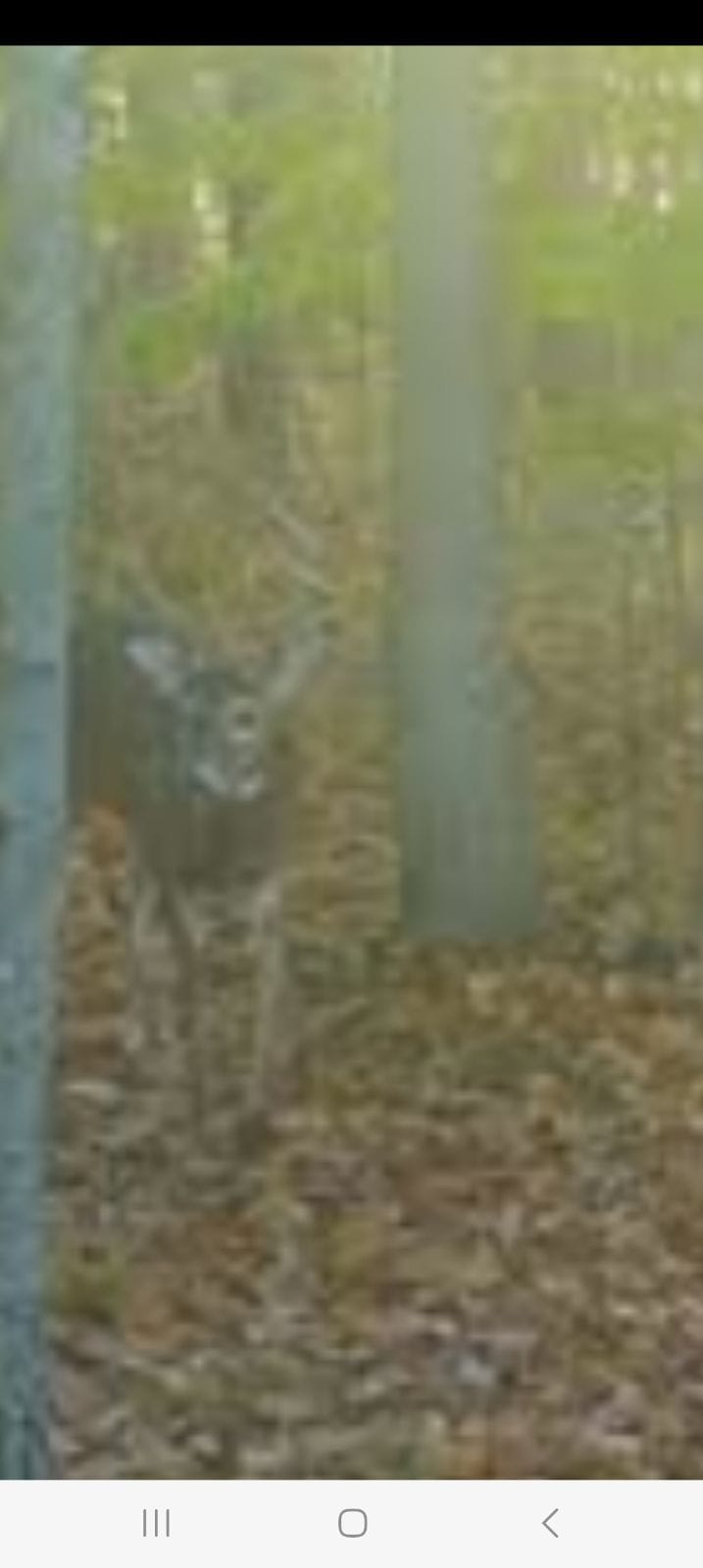 29 +/- Acres of Buildable Hunting Land Newaygo County MI