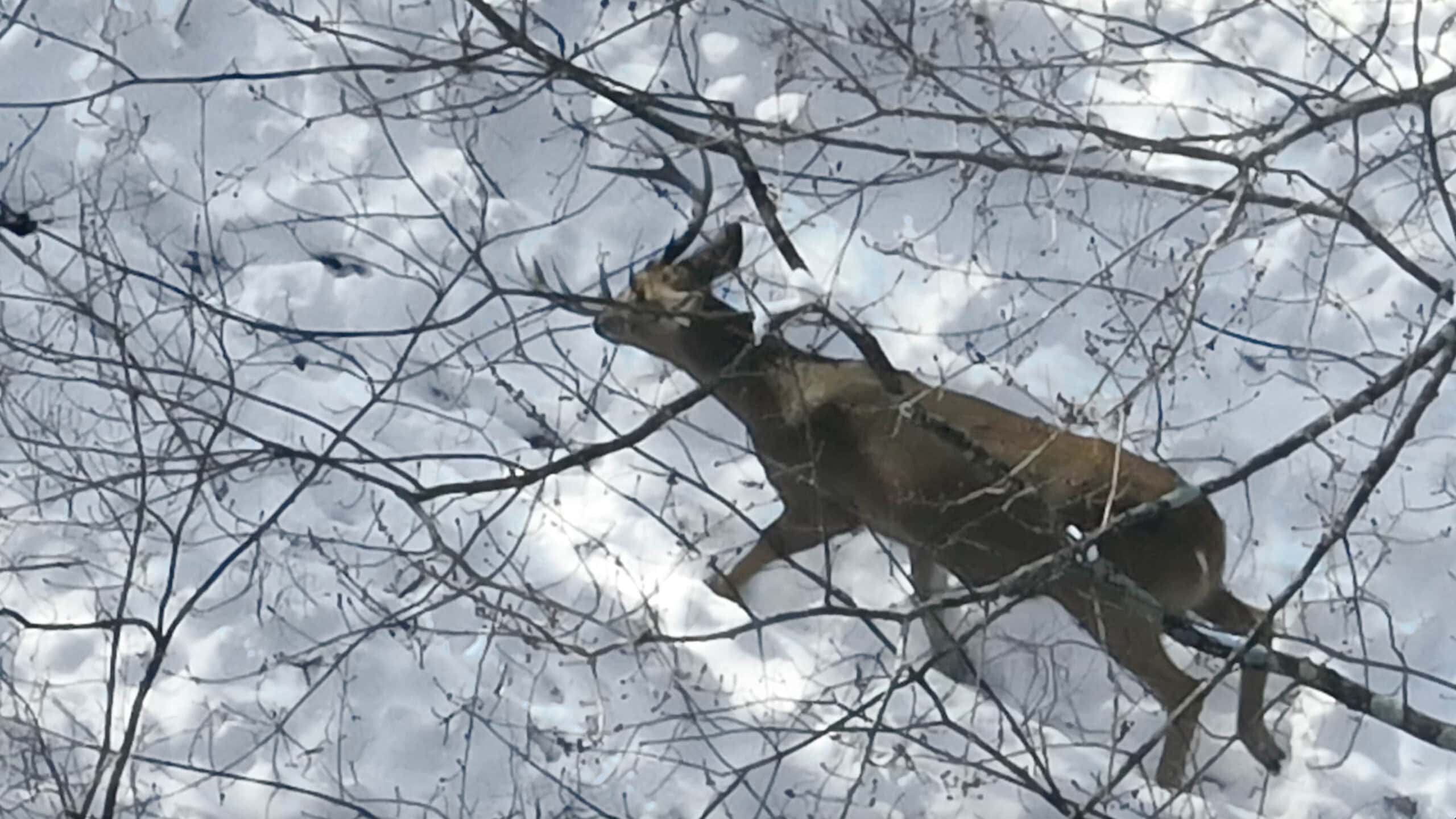 Whitetail Property for sale in Adams County, Wisconsin