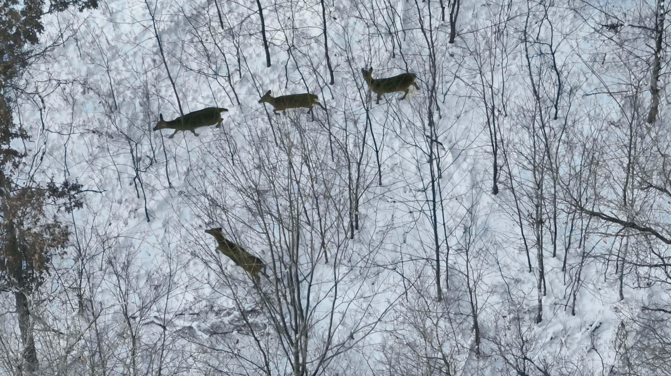 Whitetail Property for sale in Adams County, Wisconsin