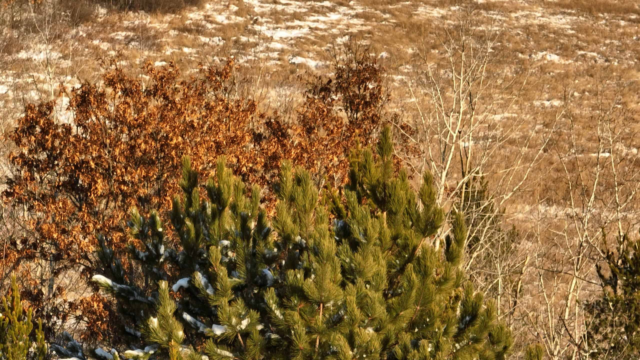 Deer Hunting Land for Sale in Adams County, Wisconsin