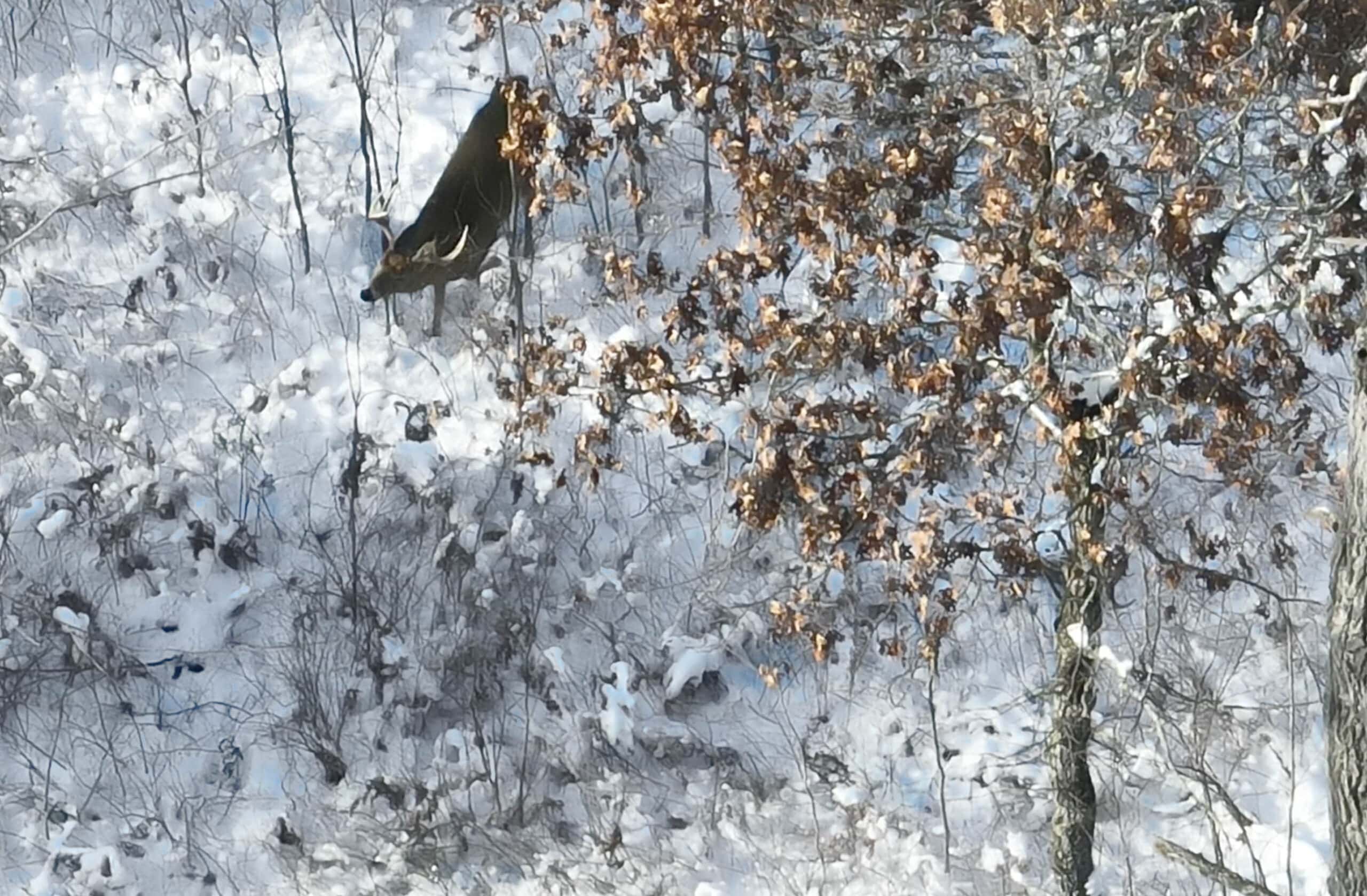 Whitetail Property for sale in Adams County, Wisconsin