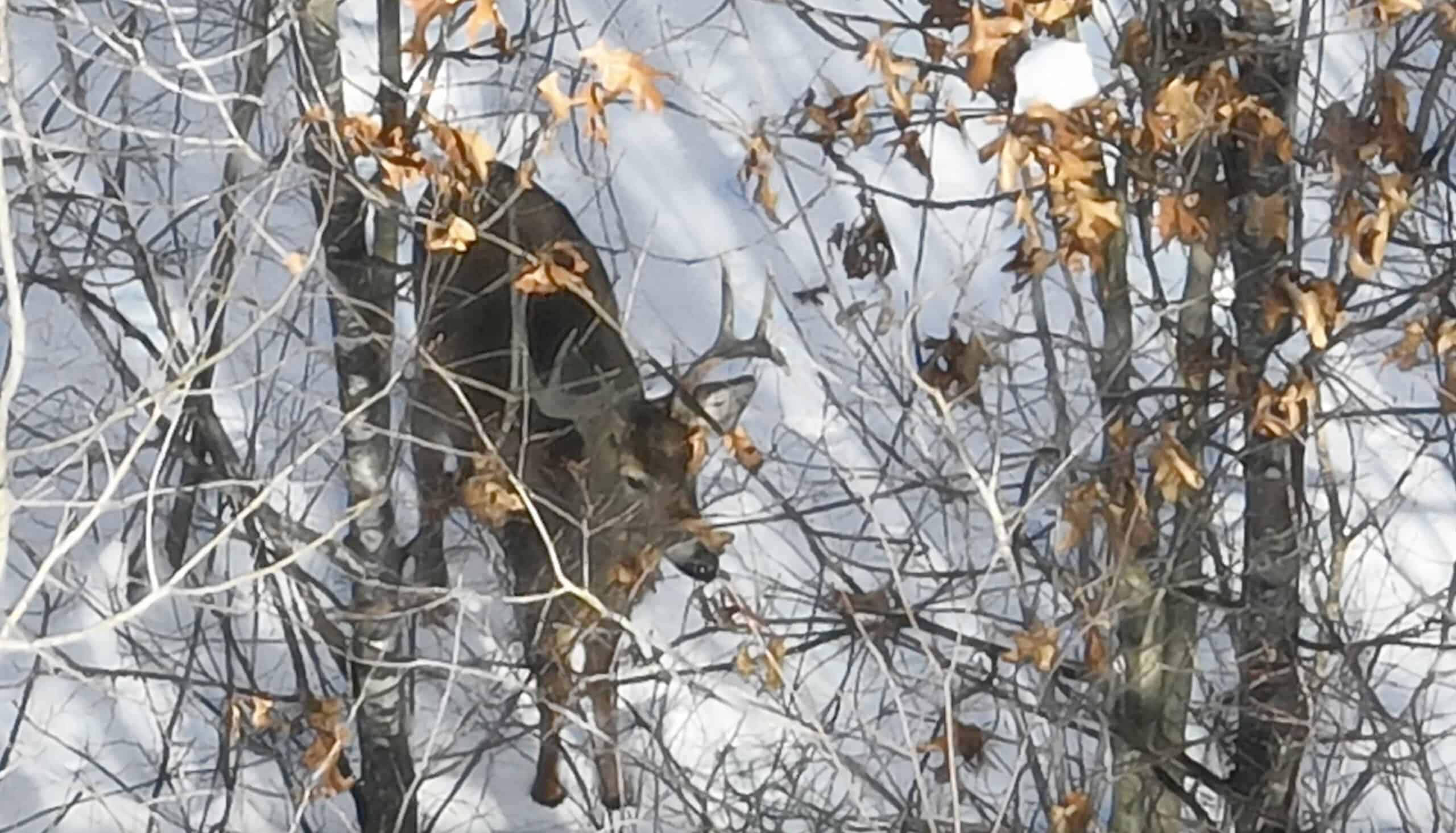Whitetail Property for sale in Adams County, Wisconsin