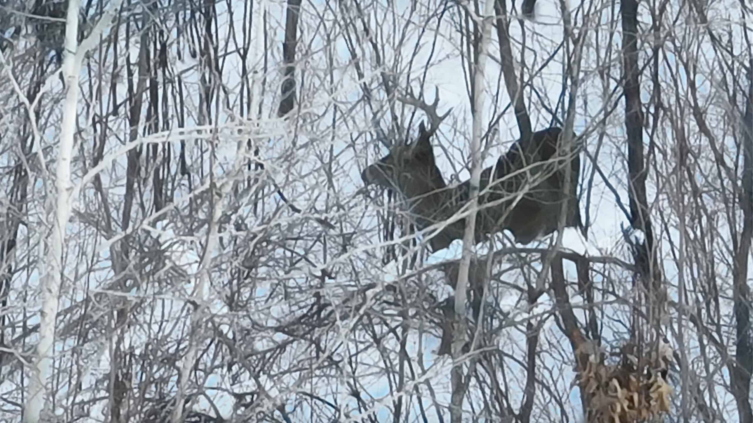Whitetail Property for sale in Adams County, Wisconsin