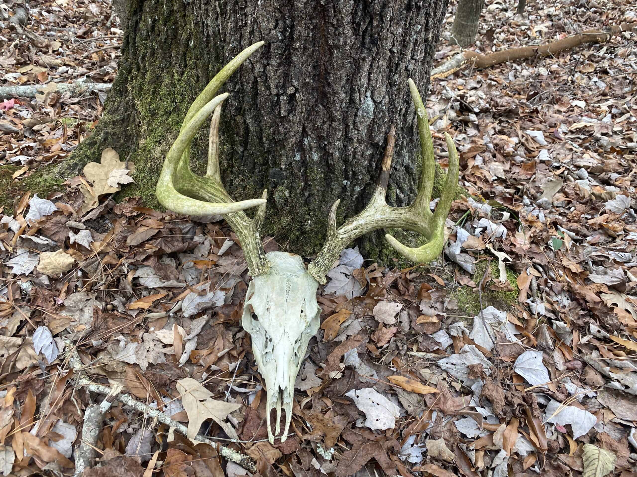 LAND FOR SALE IN TN, DEER & TURKEY HUNTING, BOTTOMLAND & UPLAND