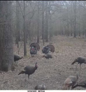 Duck and Deer Hunting Land for Sale with River Frontage