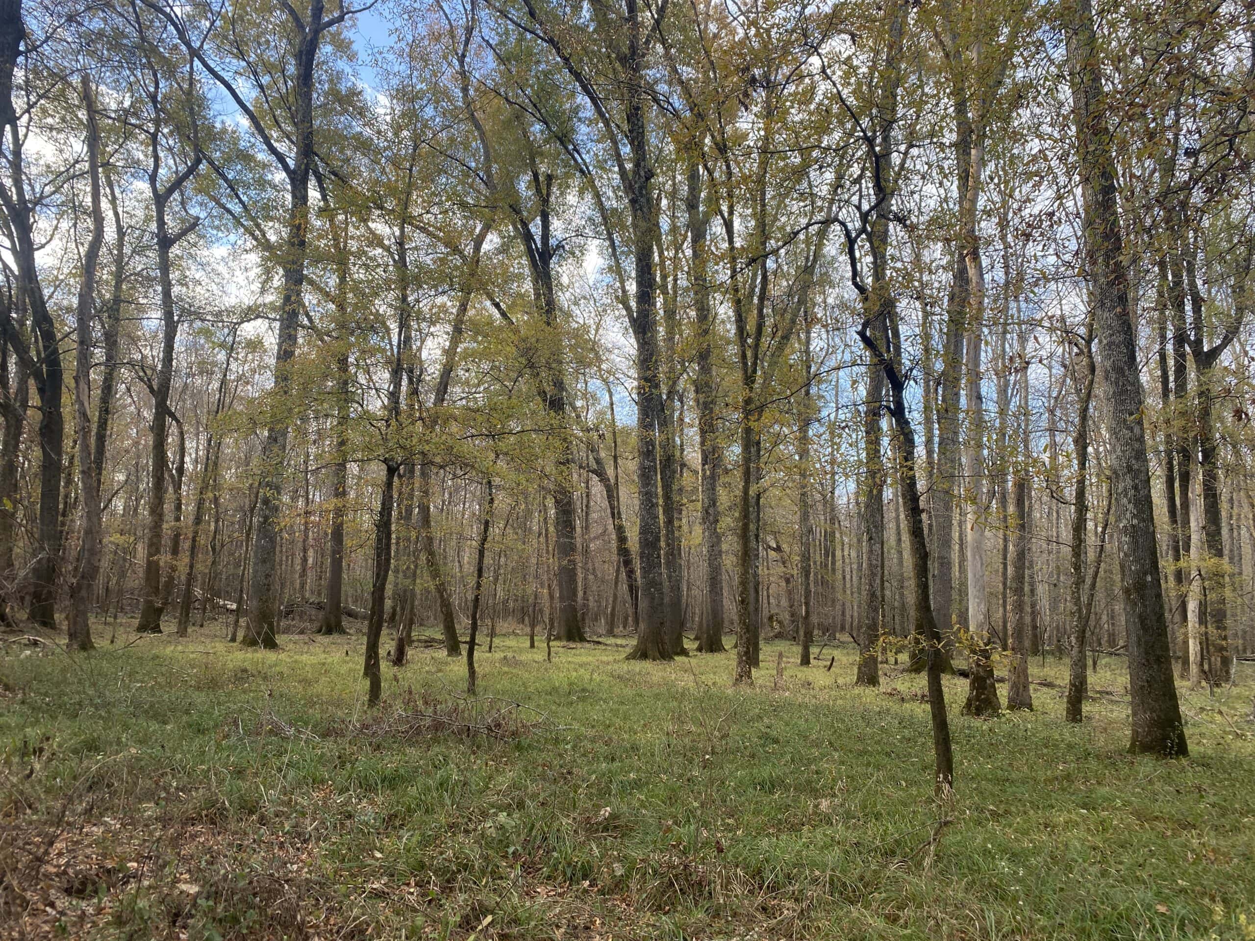 LAND FOR SALE IN TN, DEER & TURKEY HUNTING, BOTTOMLAND & UPLAND