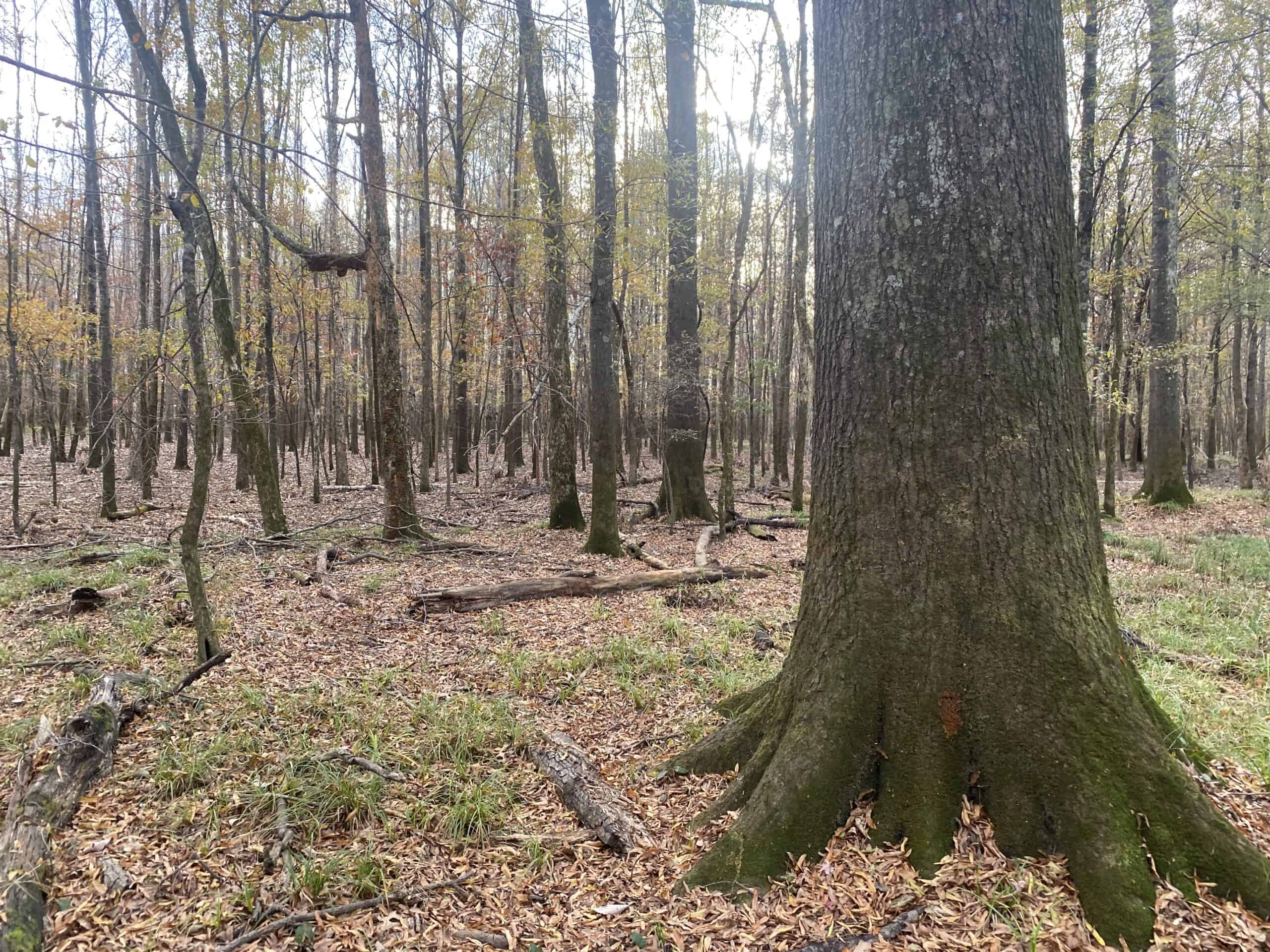 LAND FOR SALE IN TN, DEER & TURKEY HUNTING, BOTTOMLAND & UPLAND