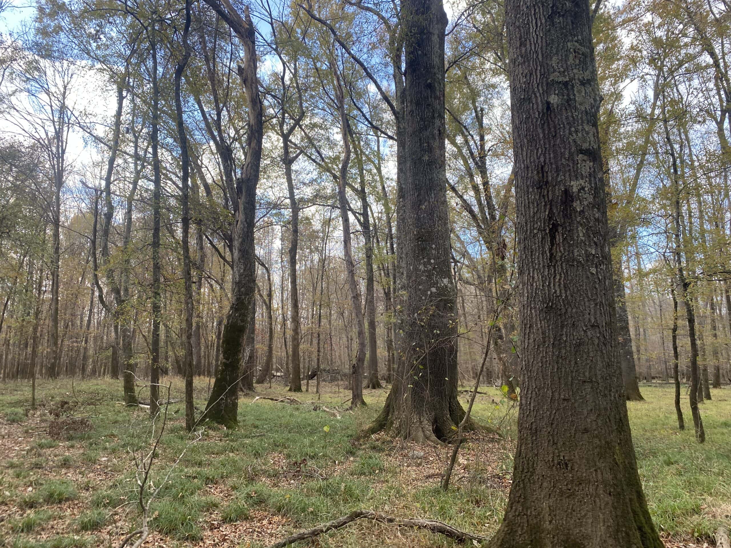 LAND FOR SALE IN TN, DEER & TURKEY HUNTING, BOTTOMLAND & UPLAND