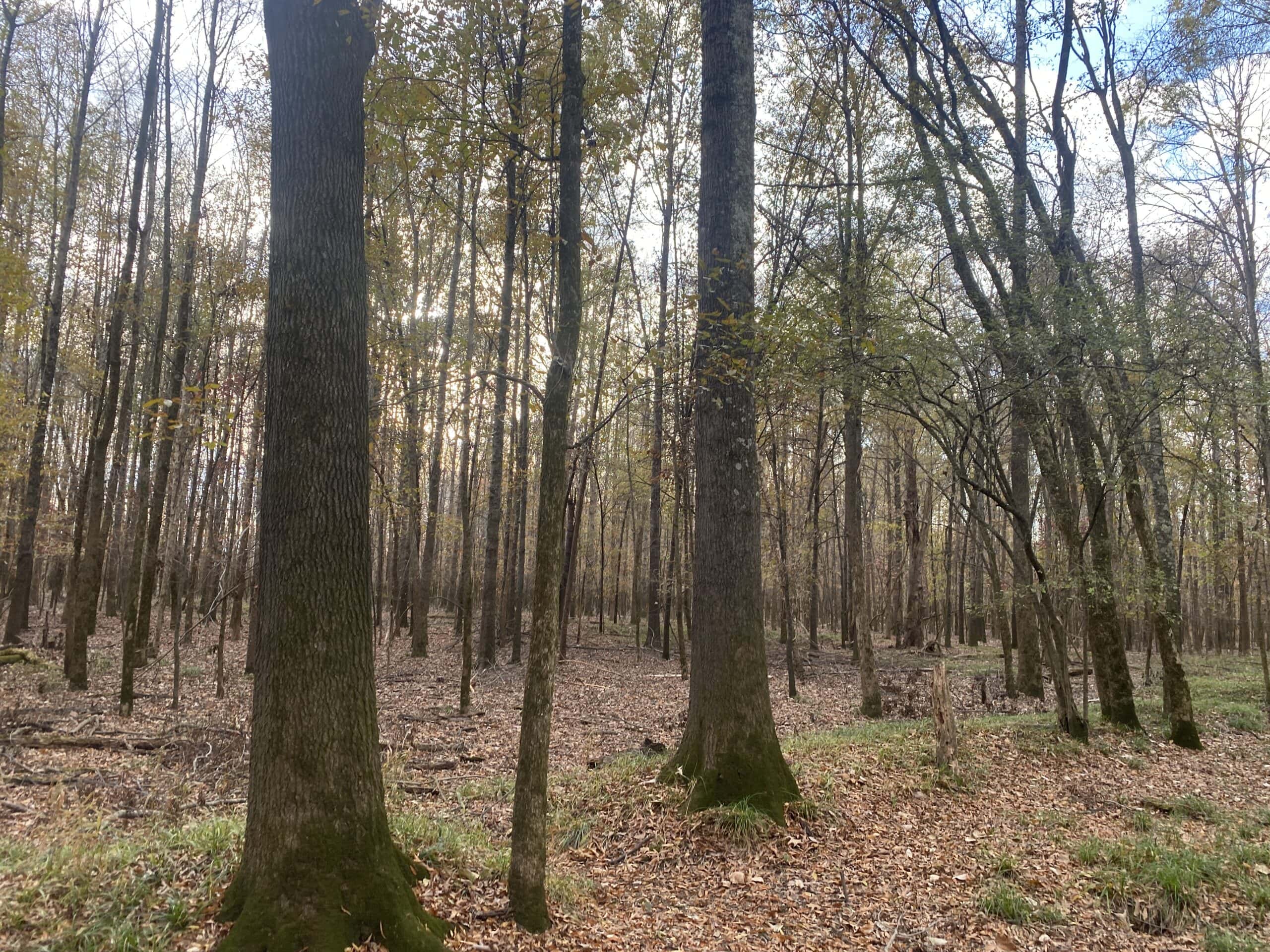 LAND FOR SALE IN TN, DEER & TURKEY HUNTING, BOTTOMLAND & UPLAND