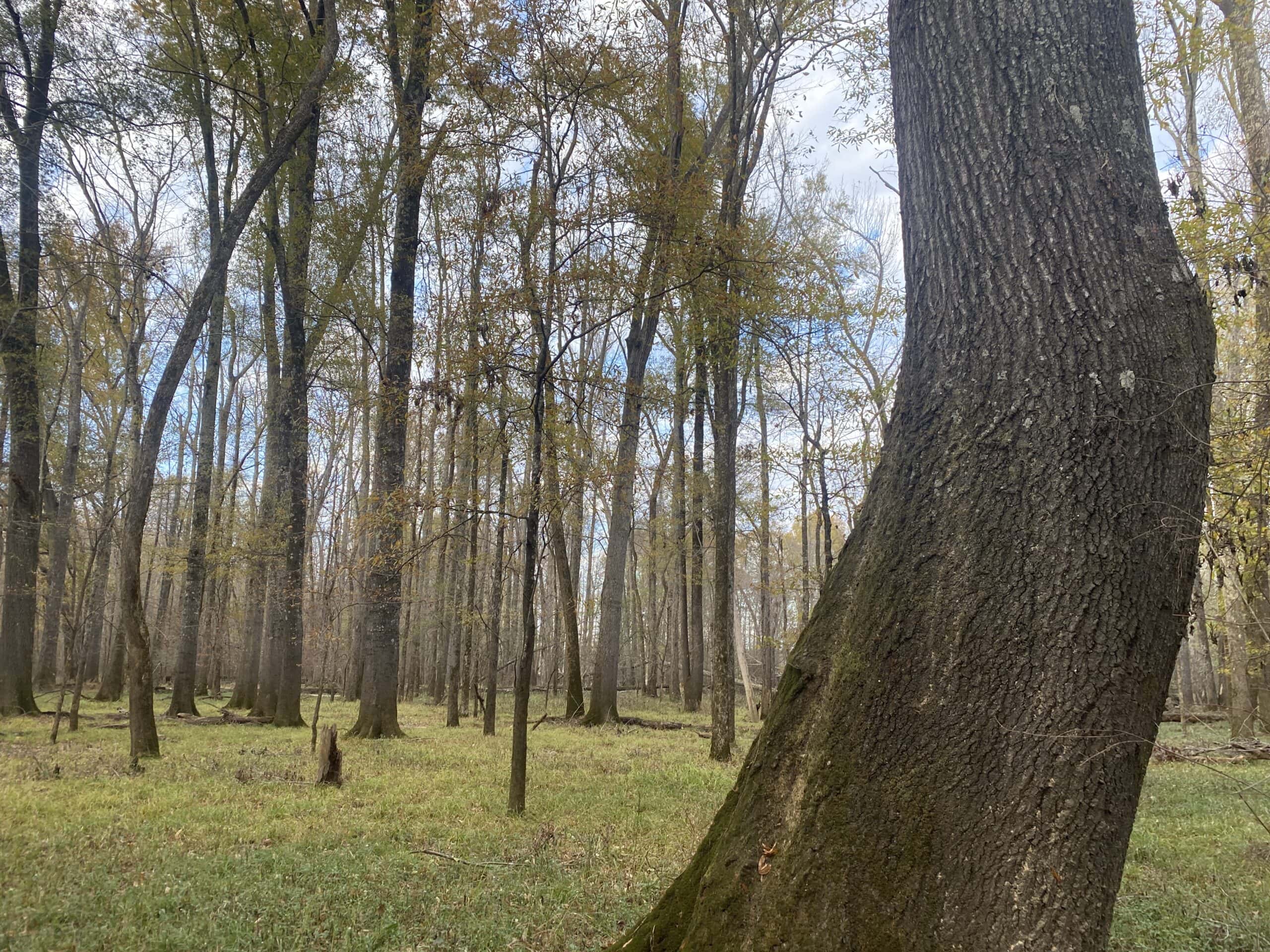 LAND FOR SALE IN TN, DEER & TURKEY HUNTING, BOTTOMLAND & UPLAND