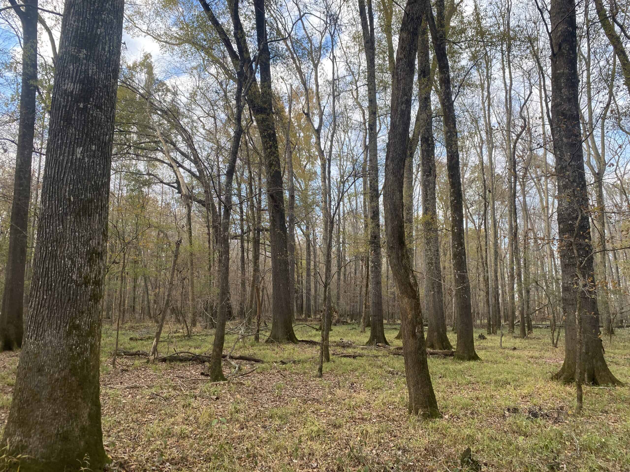 LAND FOR SALE IN TN, DEER & TURKEY HUNTING, BOTTOMLAND & UPLAND