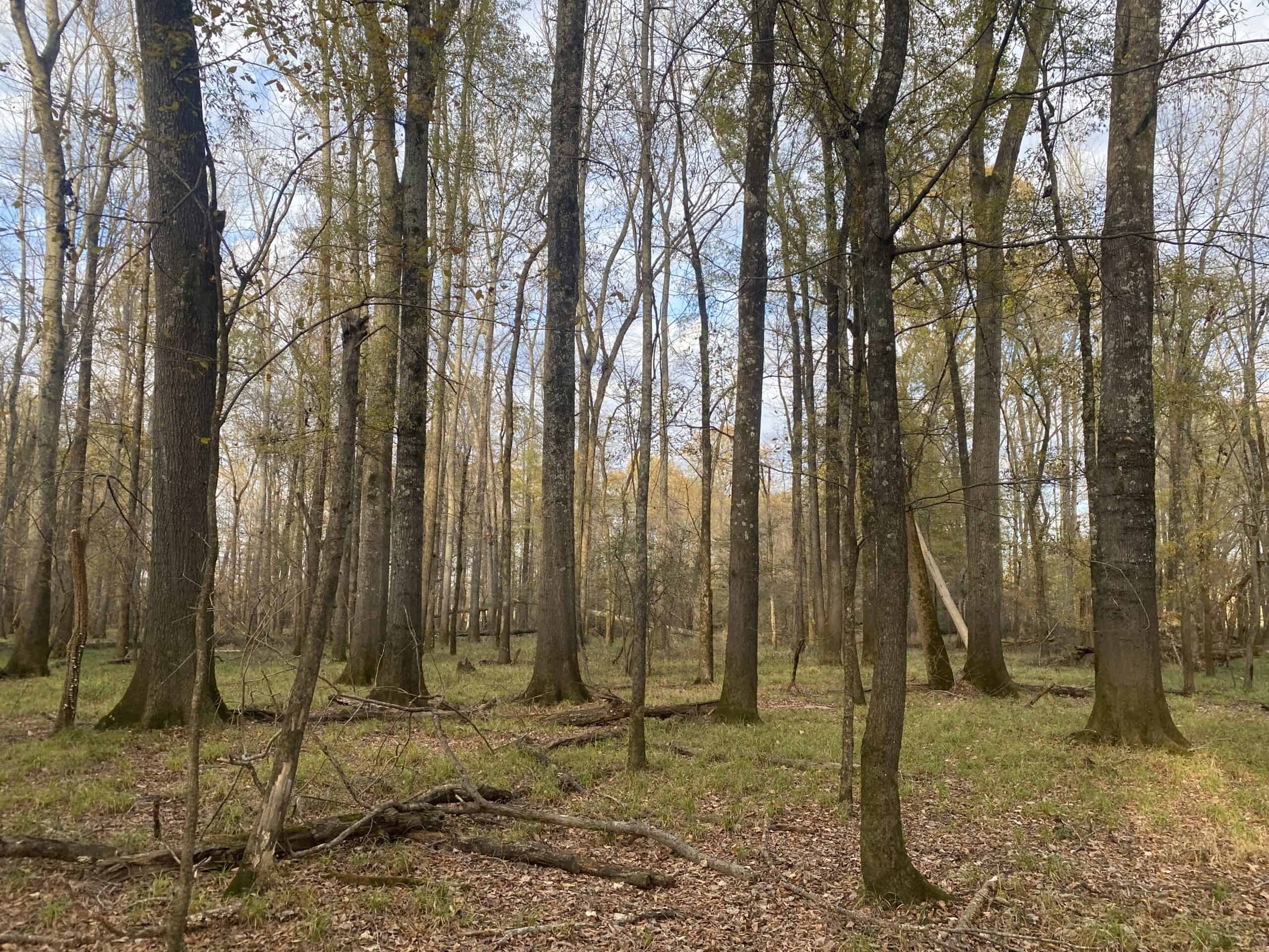 LAND FOR SALE IN TN, DEER & TURKEY HUNTING, BOTTOMLAND & UPLAND