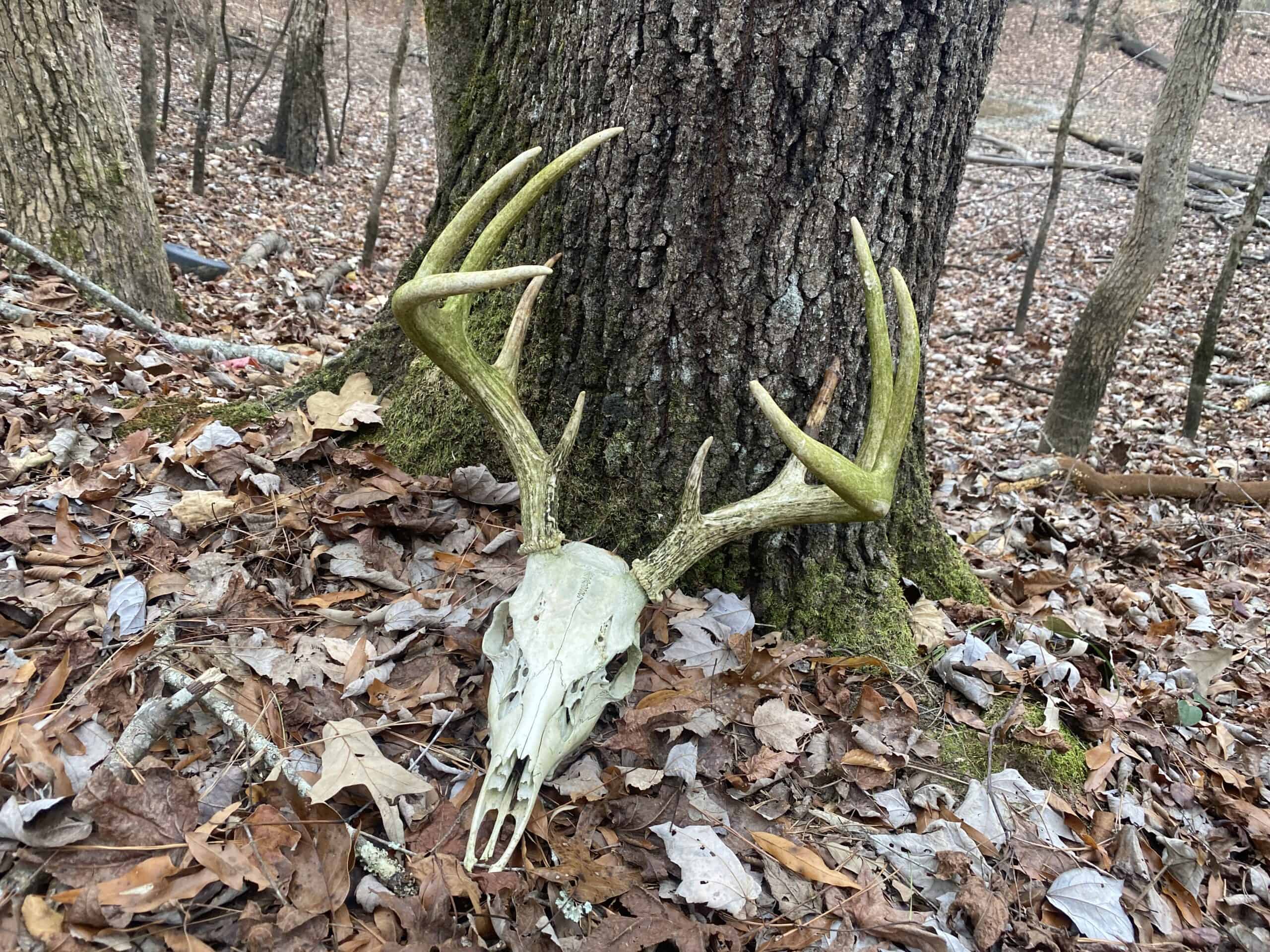 LAND FOR SALE IN TN, DEER & TURKEY HUNTING, BOTTOMLAND & UPLAND