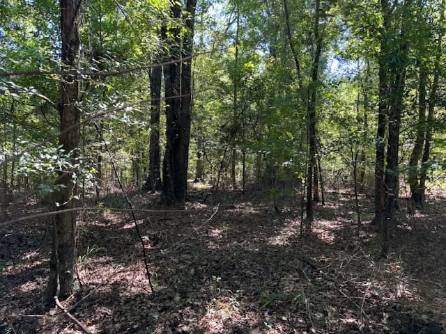 145 Acres Jefferson County Hunting Land Timber Investment