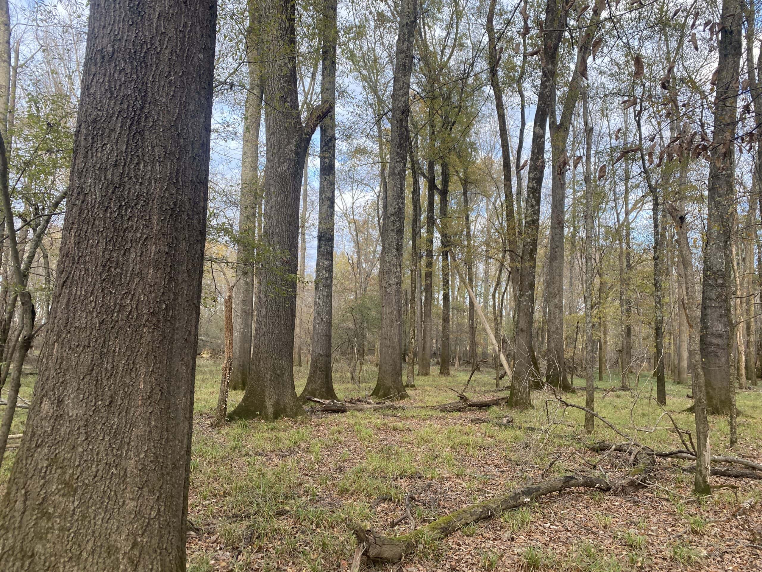 LAND FOR SALE IN TN, DEER & TURKEY HUNTING, BOTTOMLAND & UPLAND