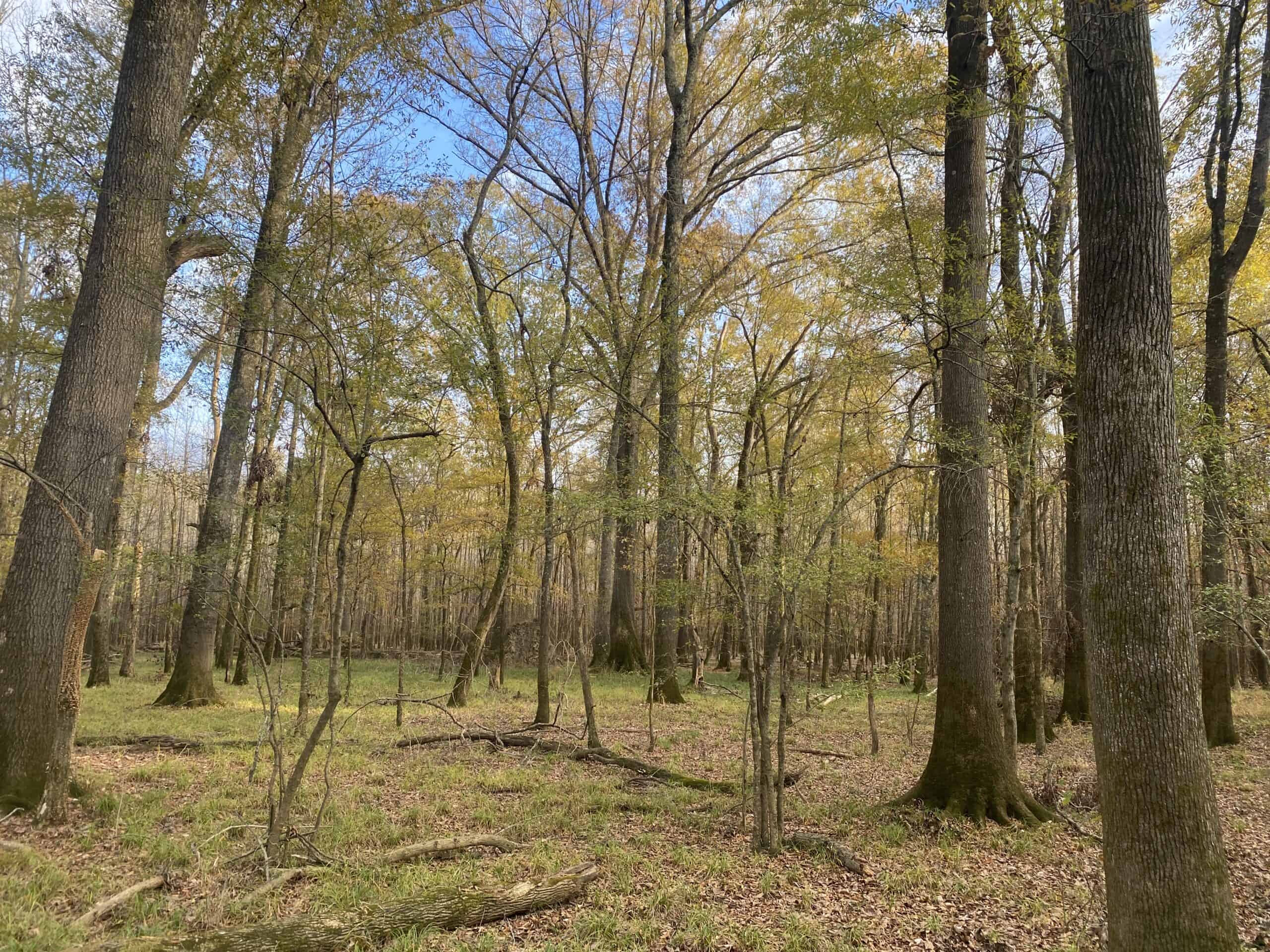 LAND FOR SALE IN TN, DEER & TURKEY HUNTING, BOTTOMLAND & UPLAND