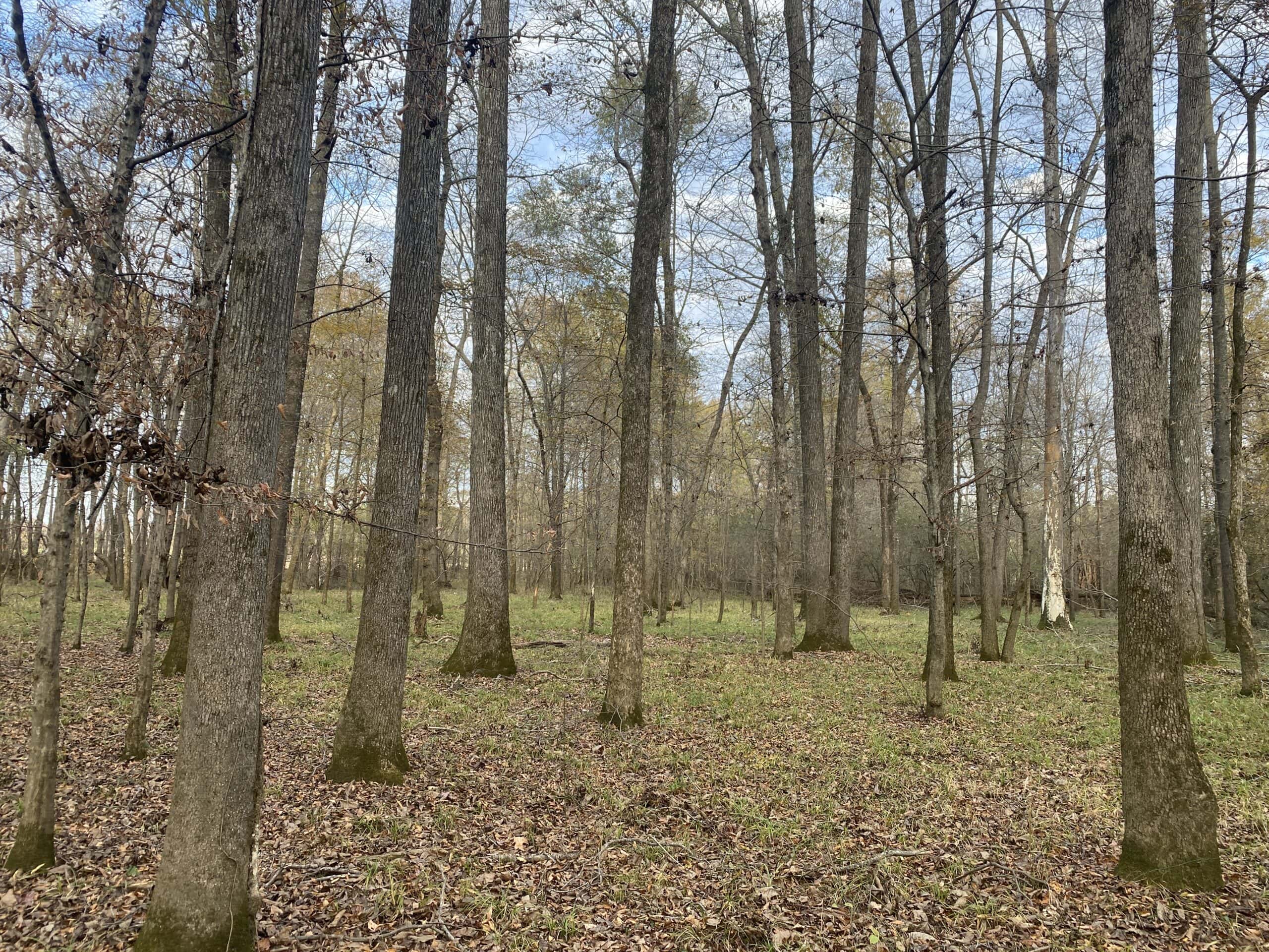 LAND FOR SALE IN TN, DEER & TURKEY HUNTING, BOTTOMLAND & UPLAND