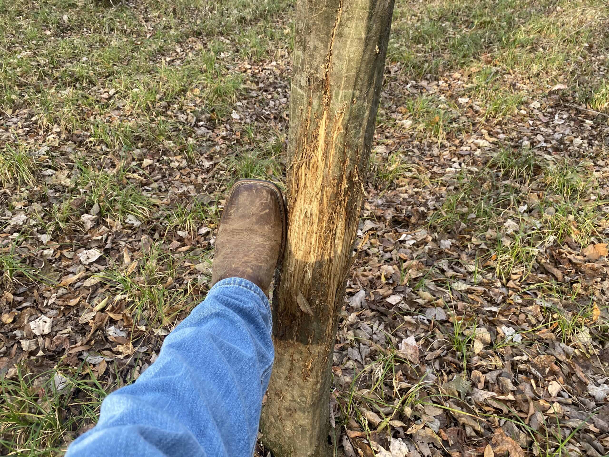 LAND FOR SALE IN TN, DEER & TURKEY HUNTING, BOTTOMLAND & UPLAND