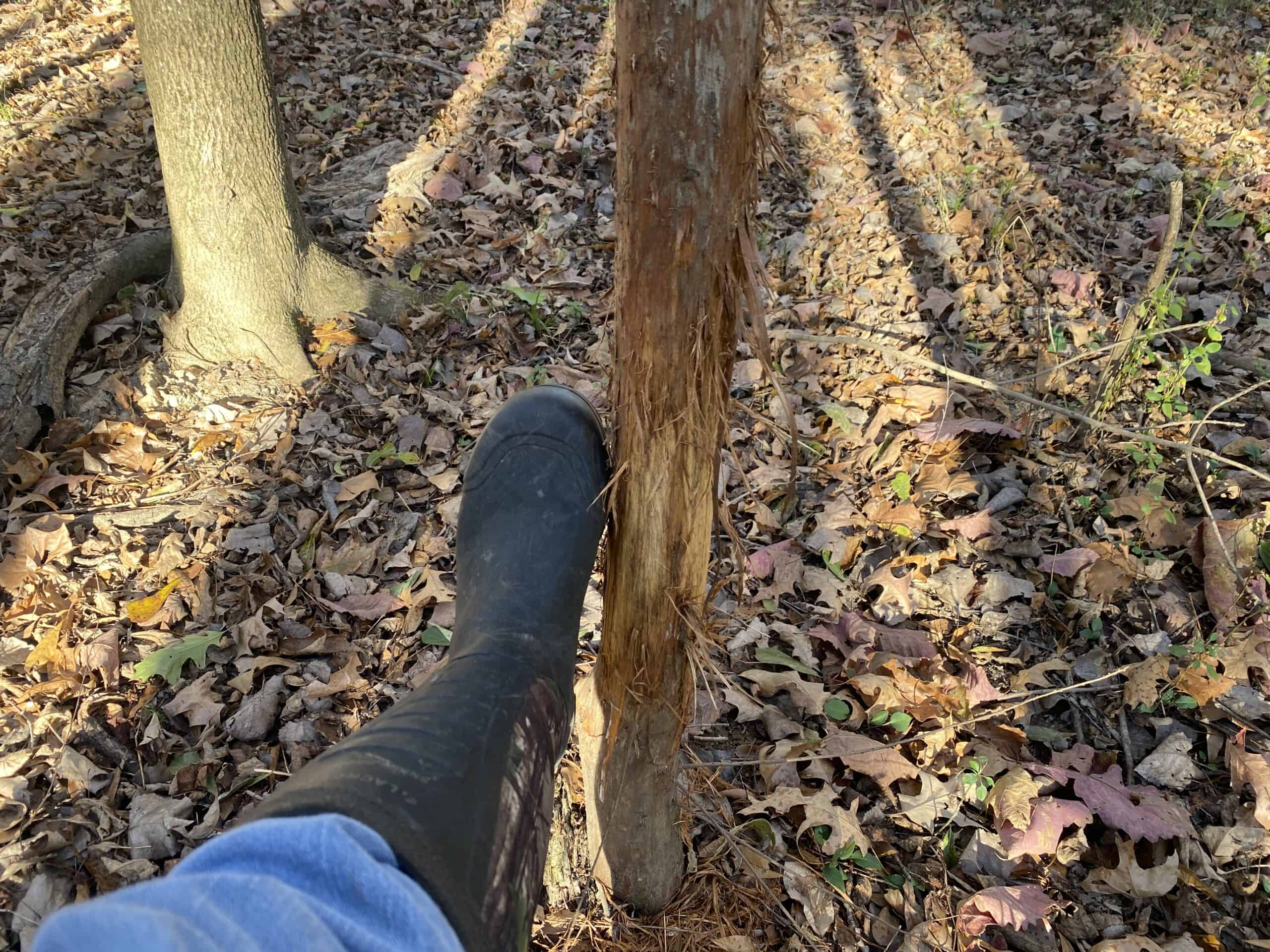 LAND FOR SALE IN TN, DEER & TURKEY HUNTING, BOTTOMLAND & UPLAND