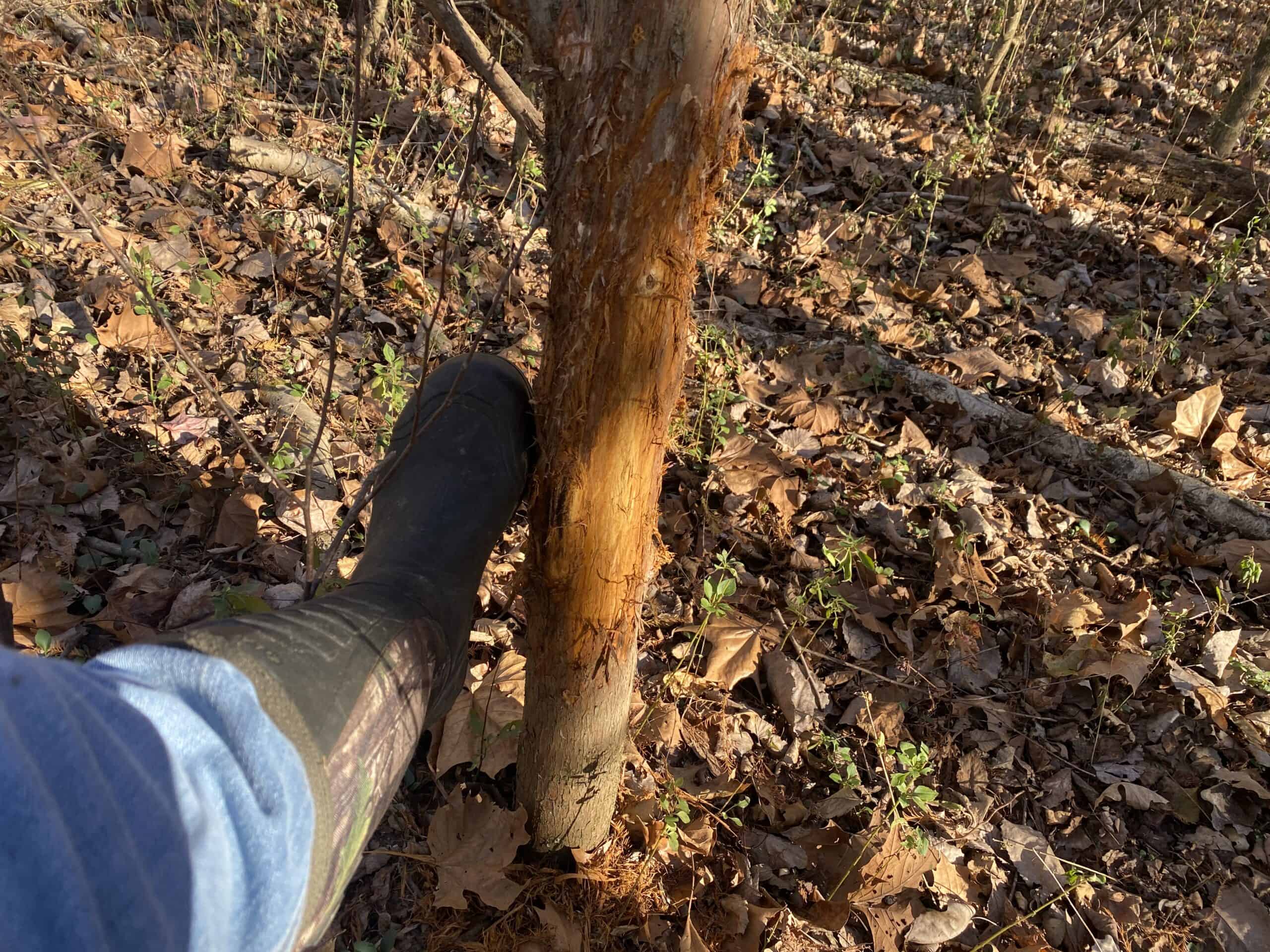 LAND FOR SALE IN TN, DEER & TURKEY HUNTING, BOTTOMLAND & UPLAND