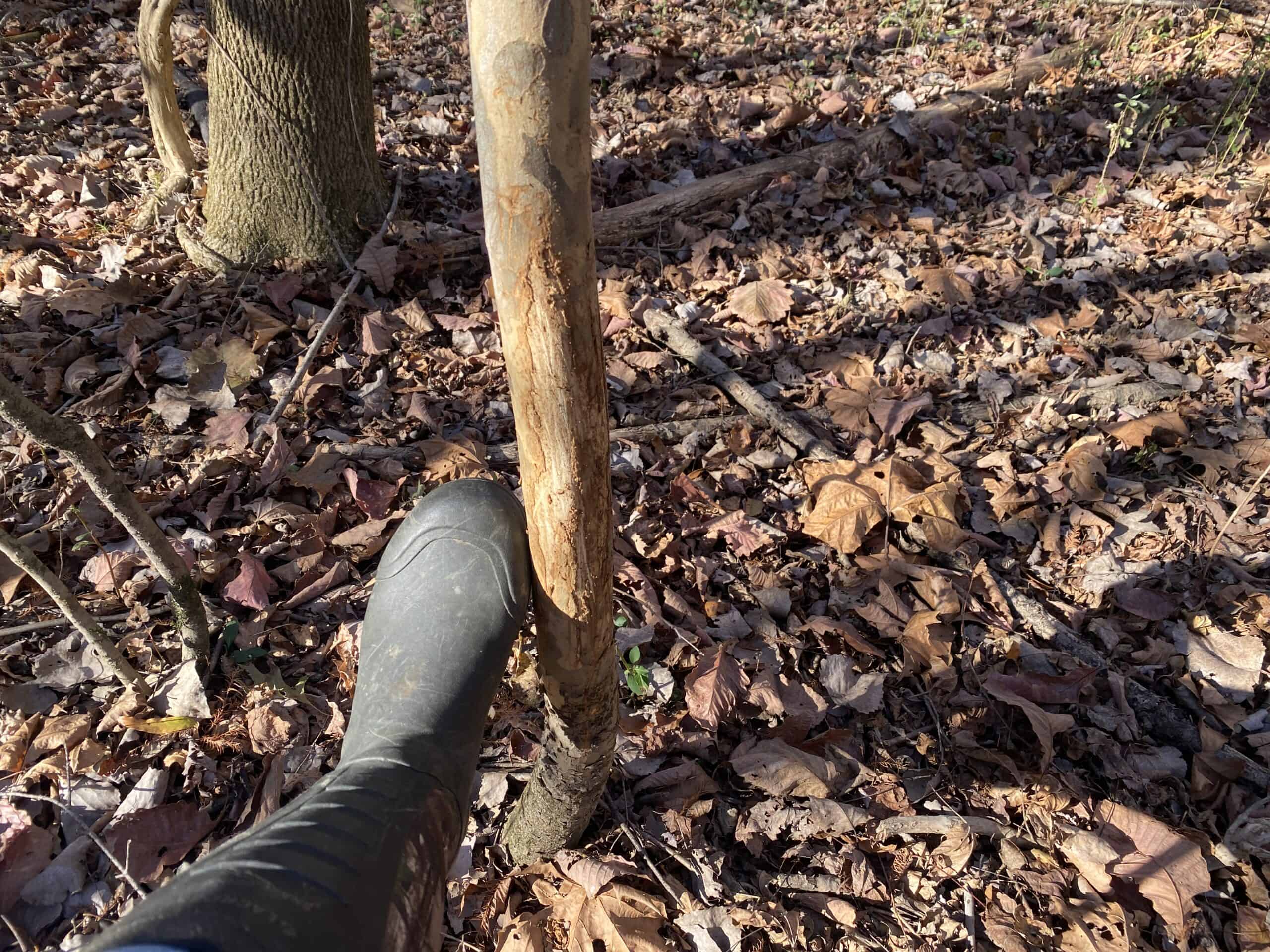 LAND FOR SALE IN TN, DEER & TURKEY HUNTING, BOTTOMLAND & UPLAND