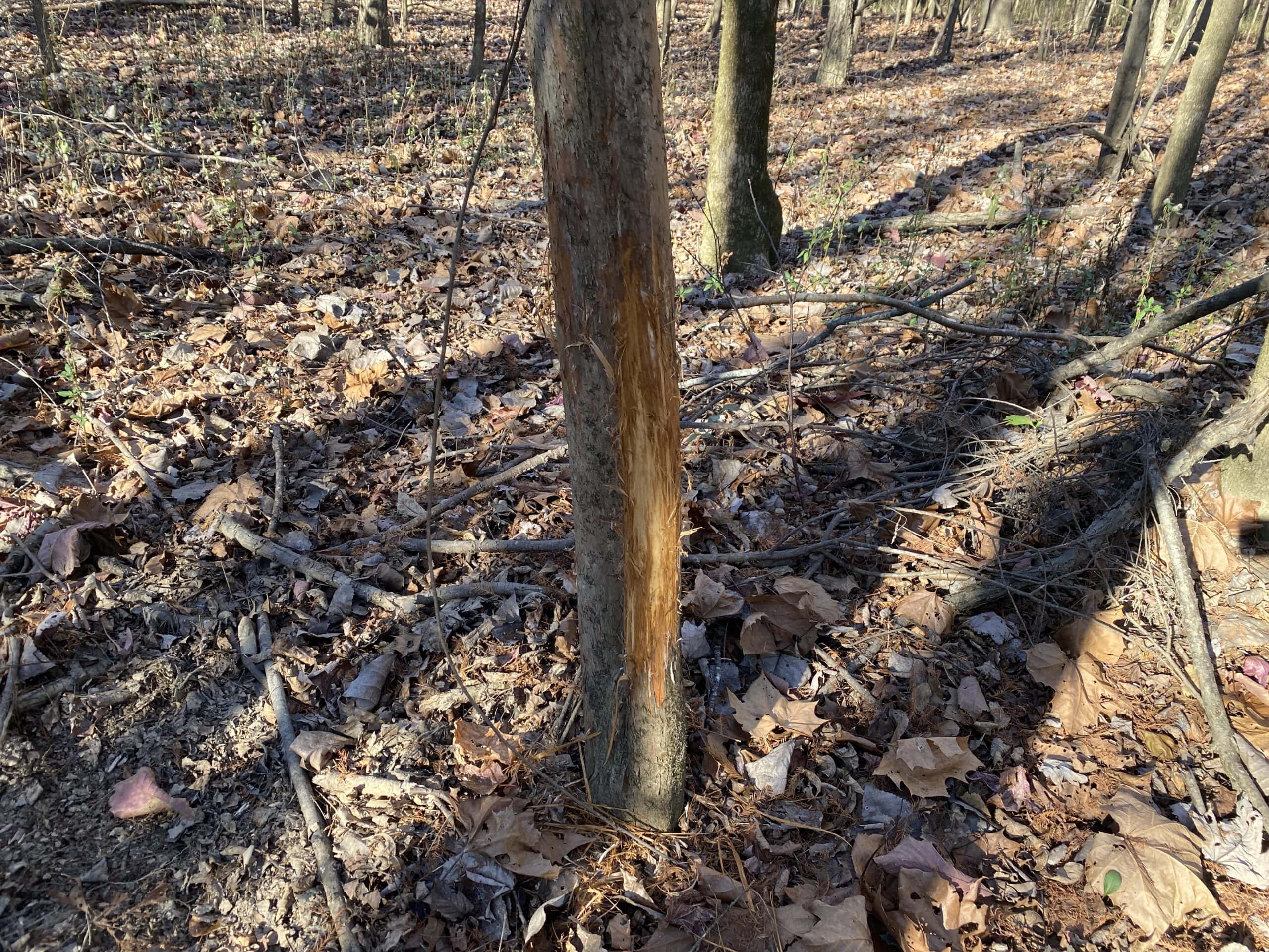 LAND FOR SALE IN TN, DEER & TURKEY HUNTING, BOTTOMLAND & UPLAND