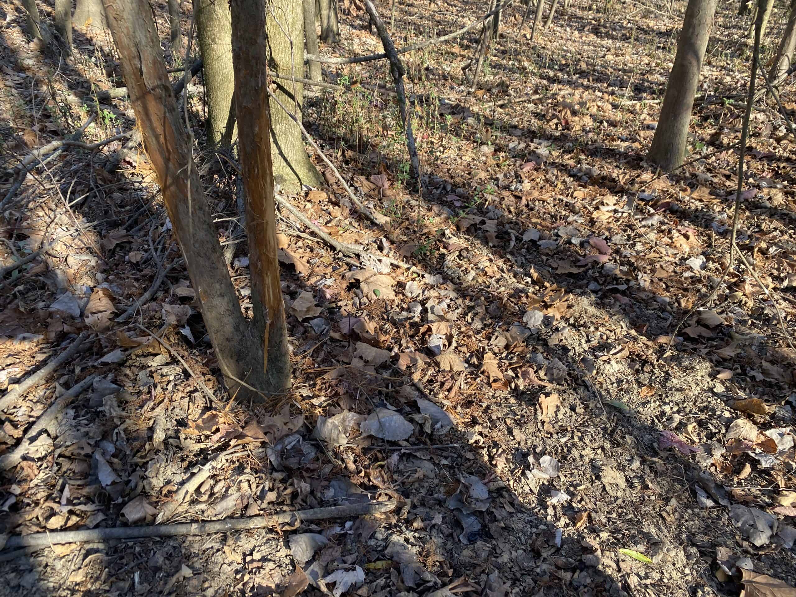 LAND FOR SALE IN TN, DEER & TURKEY HUNTING, BOTTOMLAND & UPLAND