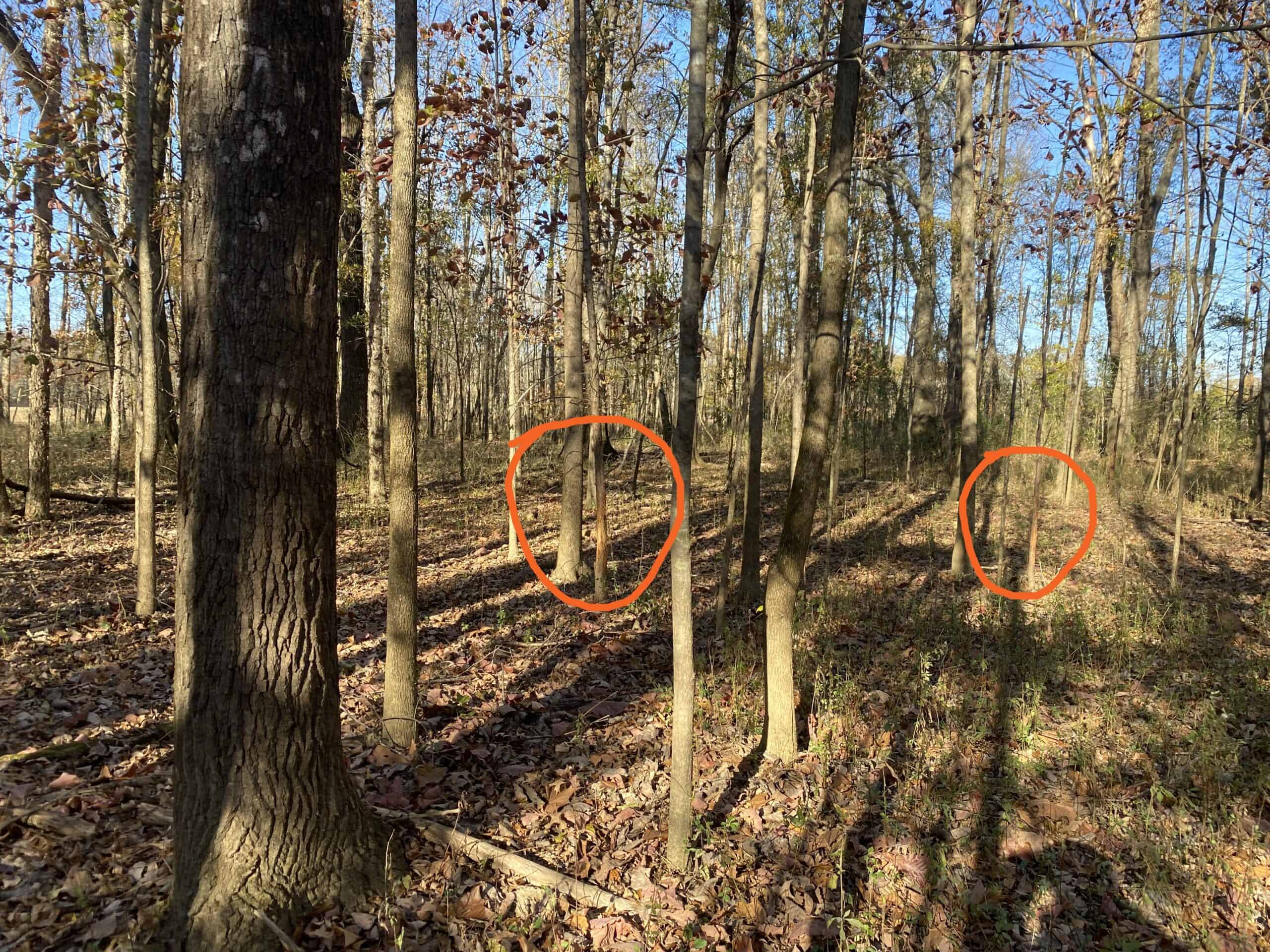 LAND FOR SALE IN TN, DEER & TURKEY HUNTING, BOTTOMLAND & UPLAND