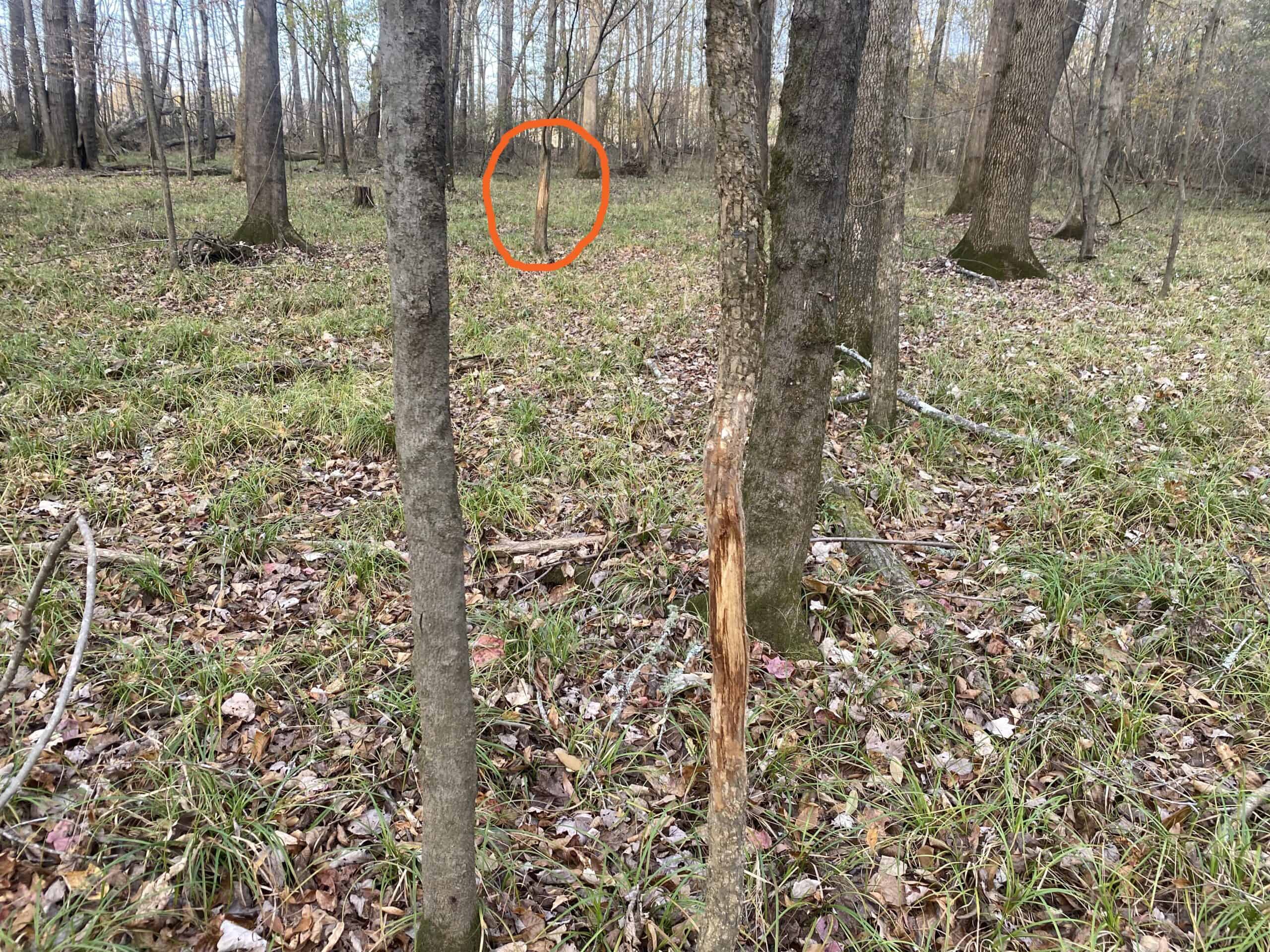LAND FOR SALE IN TN, DEER & TURKEY HUNTING, BOTTOMLAND & UPLAND