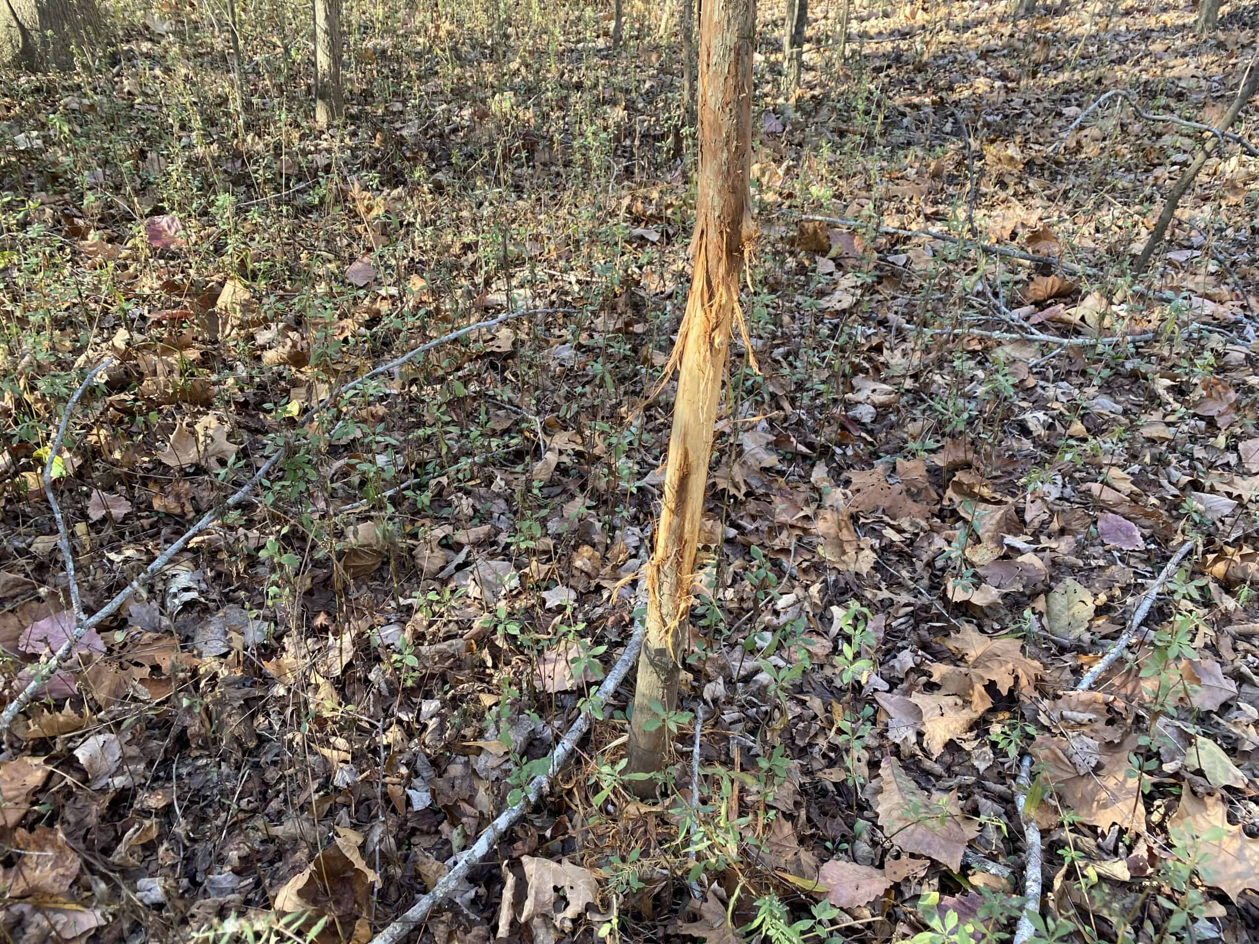 LAND FOR SALE IN TN, DEER & TURKEY HUNTING, BOTTOMLAND & UPLAND