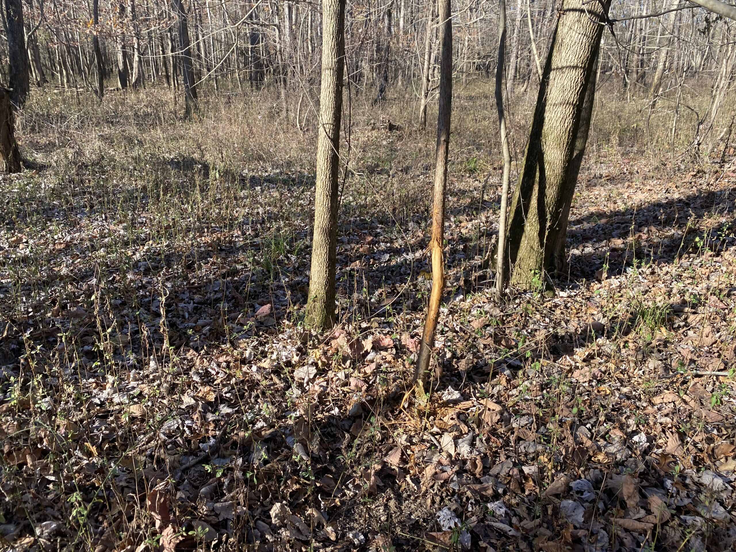 LAND FOR SALE IN TN, DEER & TURKEY HUNTING, BOTTOMLAND & UPLAND