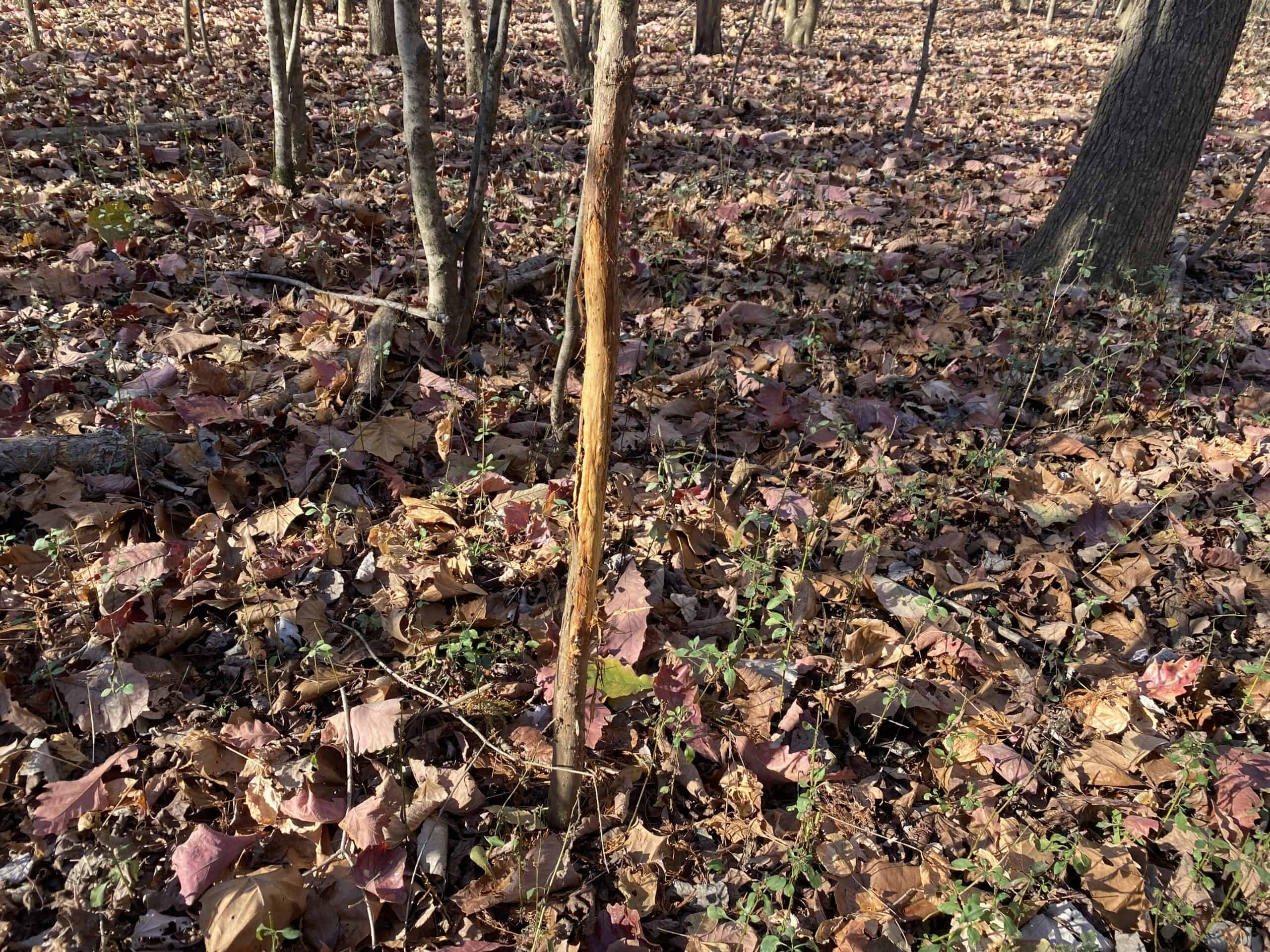 LAND FOR SALE IN TN, DEER & TURKEY HUNTING, BOTTOMLAND & UPLAND