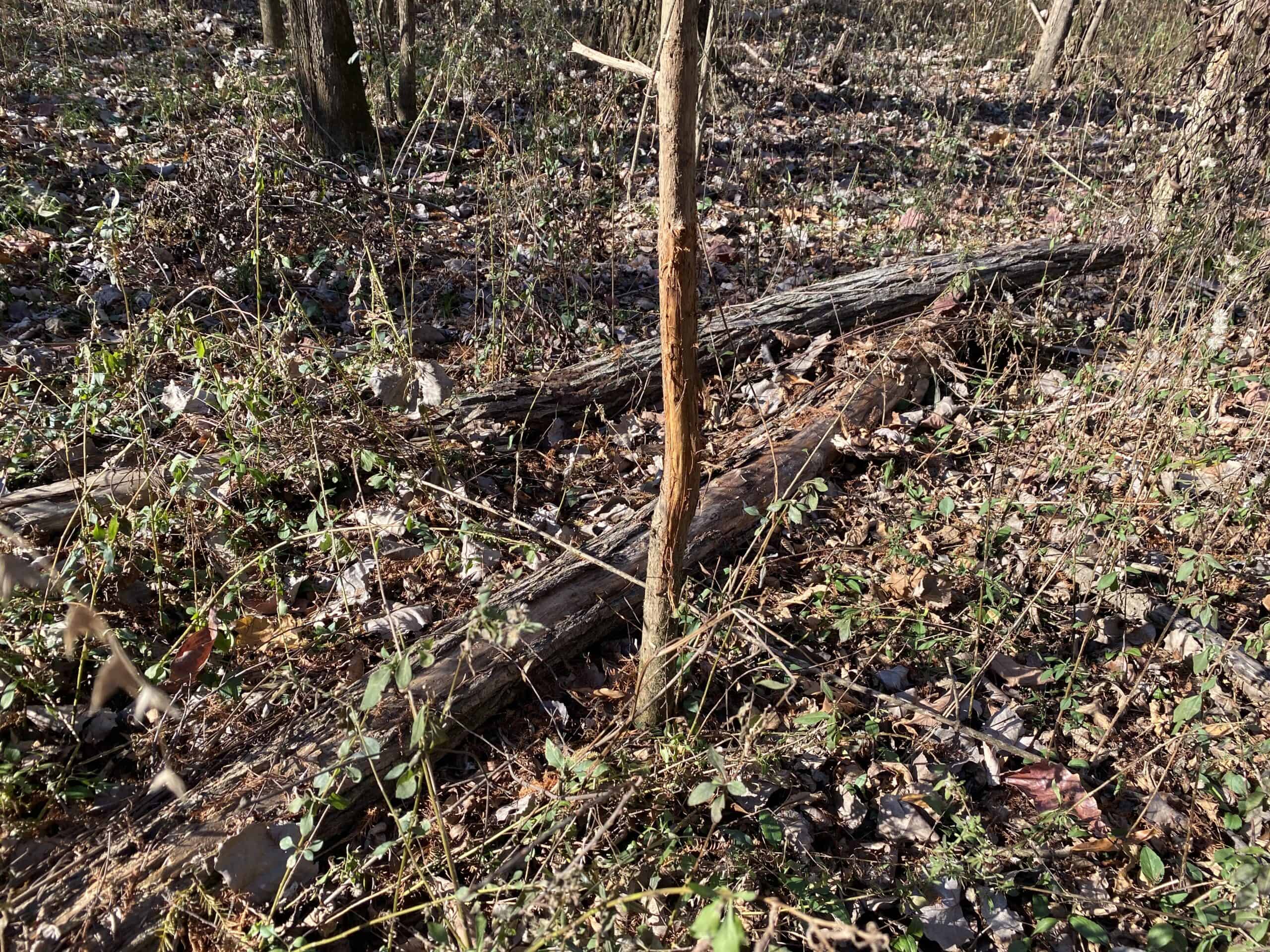 LAND FOR SALE IN TN, DEER & TURKEY HUNTING, BOTTOMLAND & UPLAND