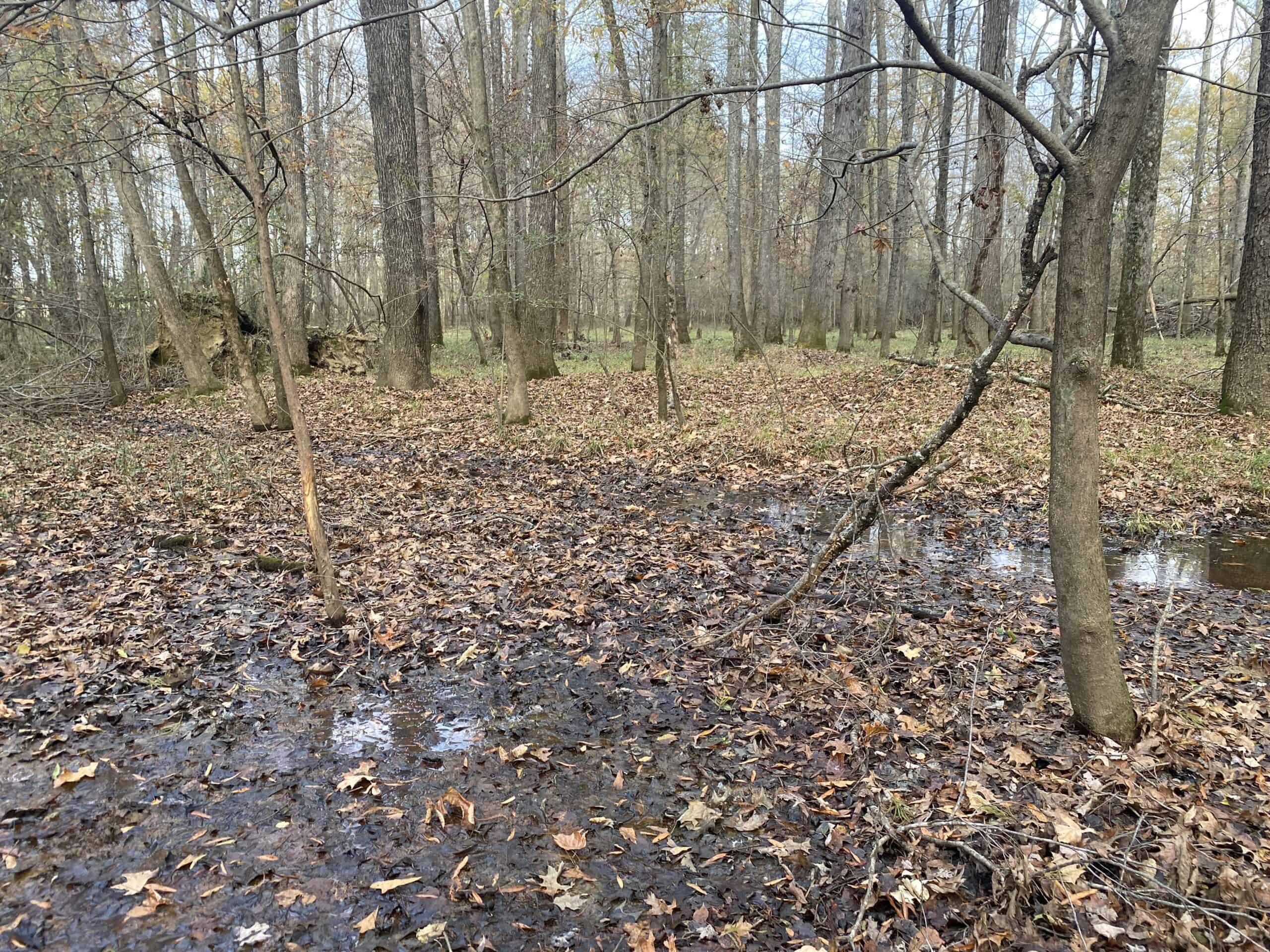 LAND FOR SALE IN TN, DEER & TURKEY HUNTING, BOTTOMLAND & UPLAND