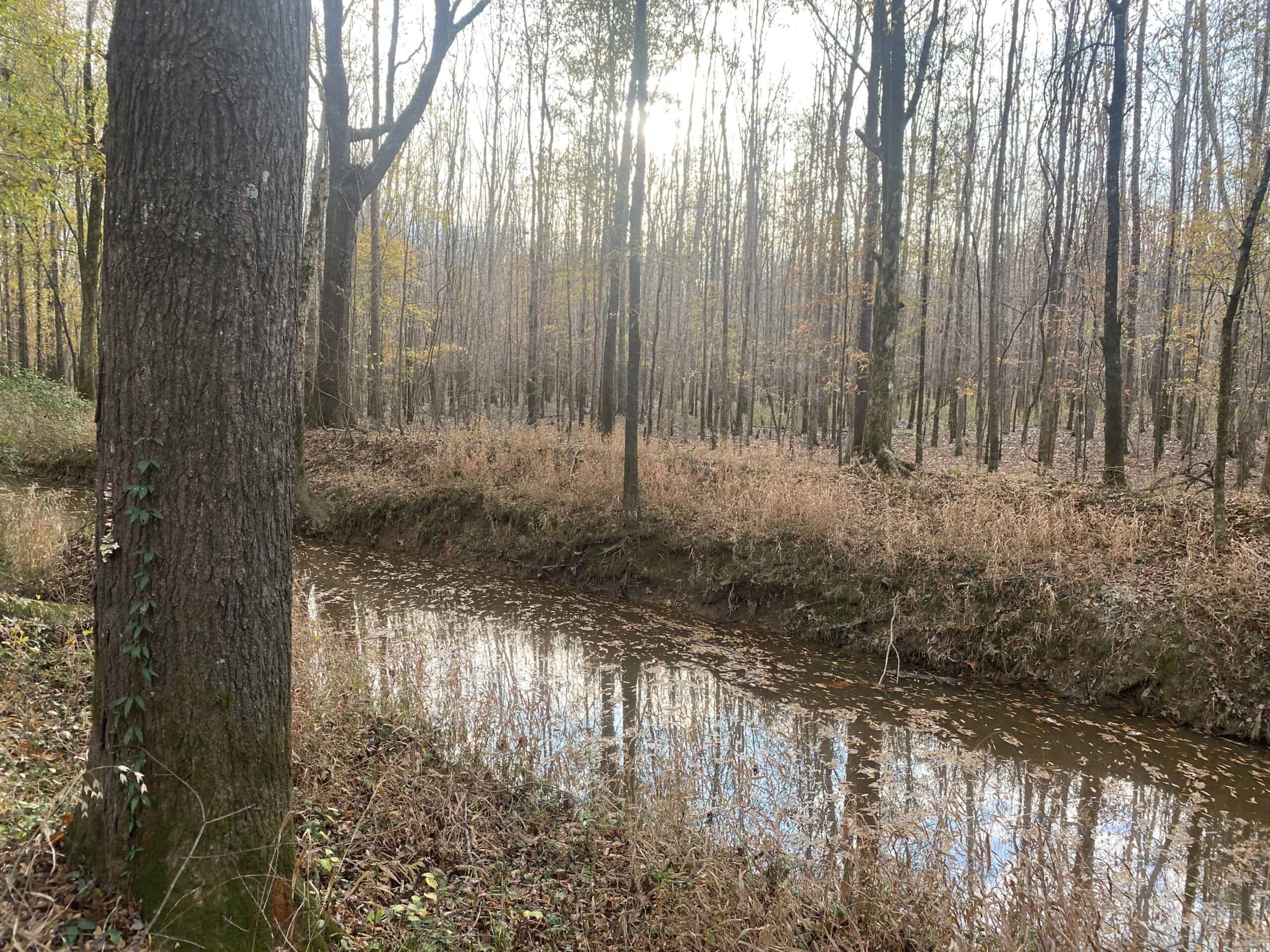 LAND FOR SALE IN TN, DEER & TURKEY HUNTING, BOTTOMLAND & UPLAND