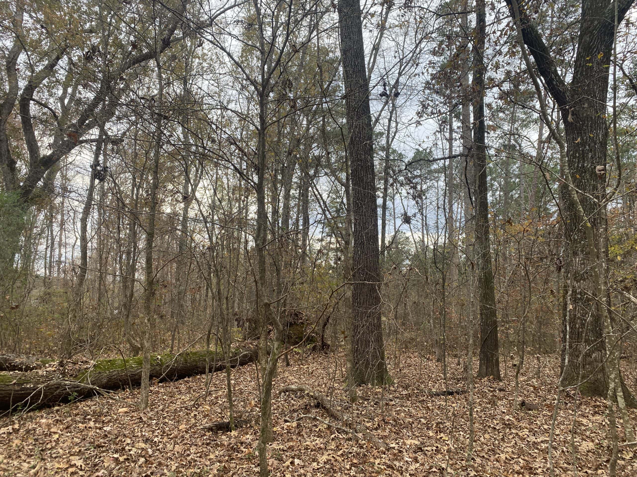 LAND FOR SALE IN TN, DEER & TURKEY HUNTING, BOTTOMLAND & UPLAND