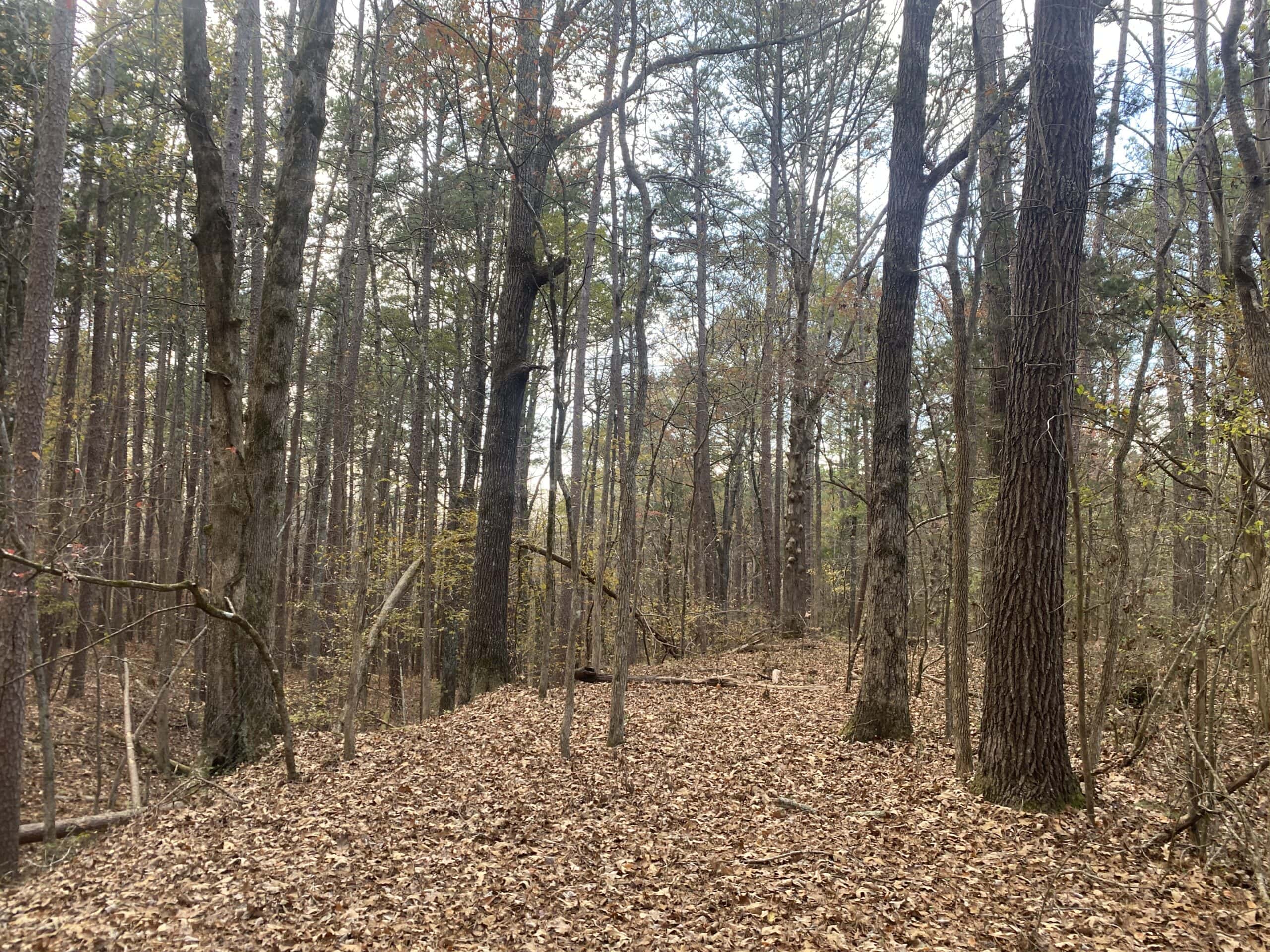 LAND FOR SALE IN TN, DEER & TURKEY HUNTING, BOTTOMLAND & UPLAND