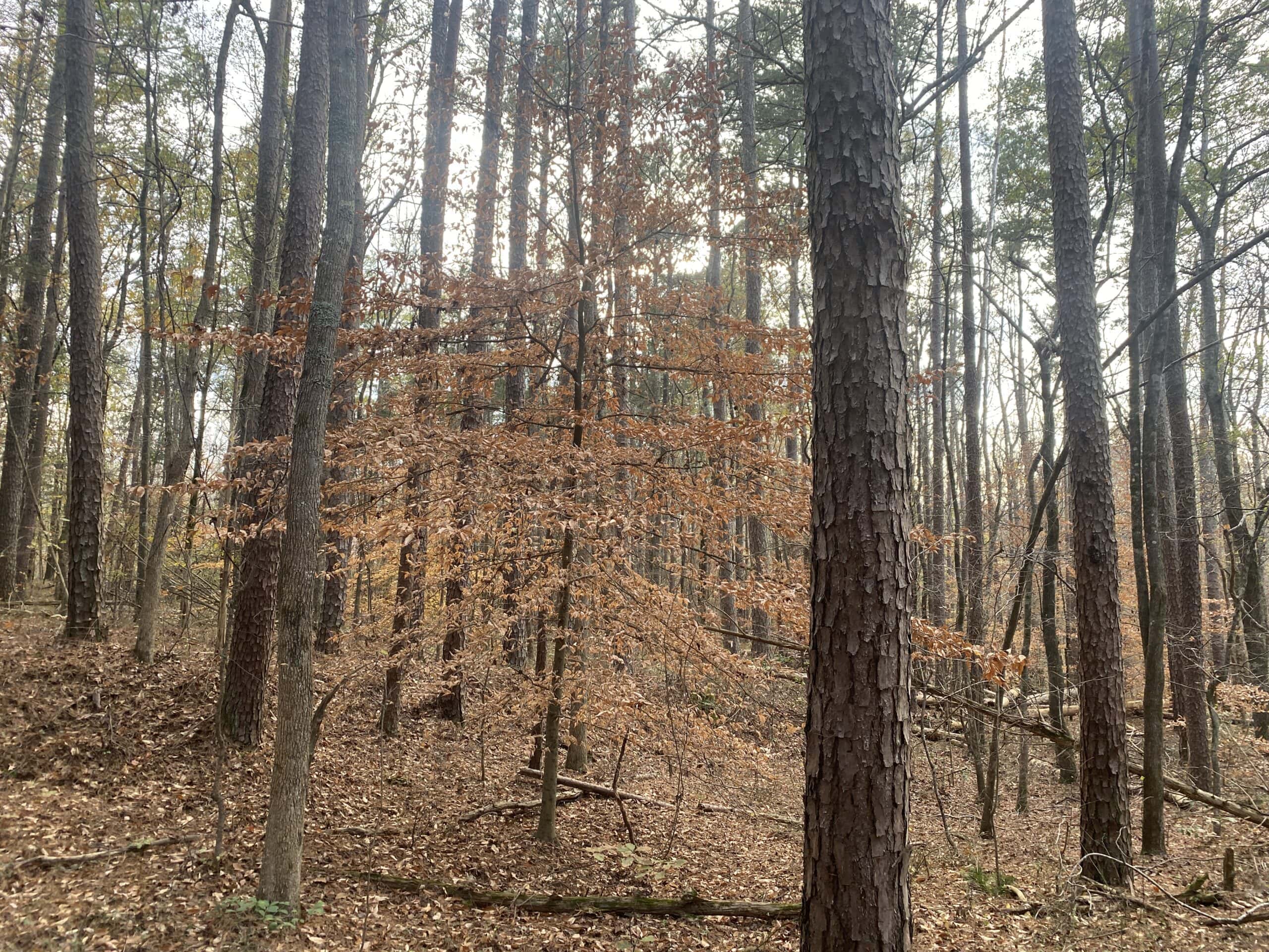 LAND FOR SALE IN TN, DEER & TURKEY HUNTING, BOTTOMLAND & UPLAND