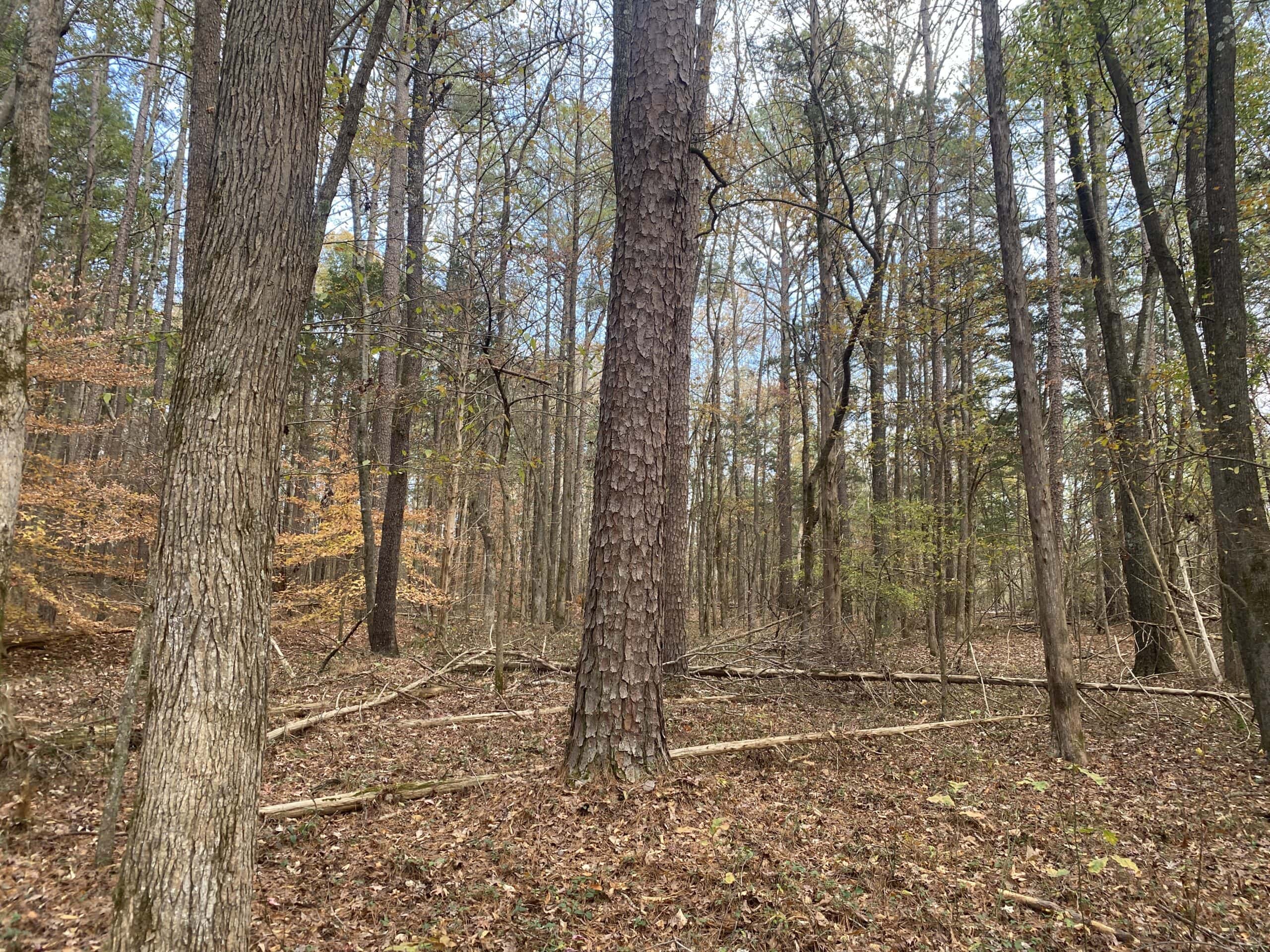 LAND FOR SALE IN TN, DEER & TURKEY HUNTING, BOTTOMLAND & UPLAND