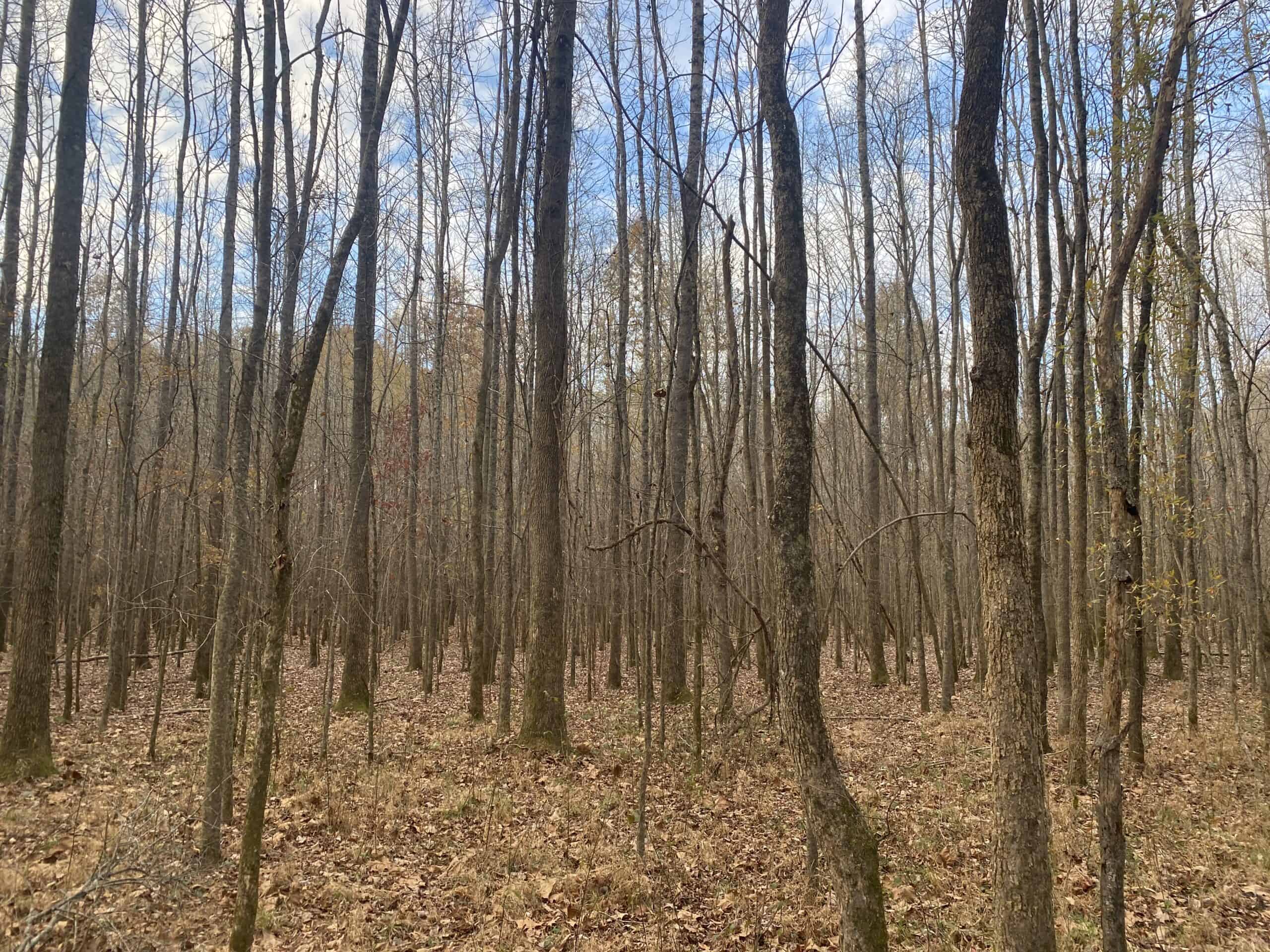 LAND FOR SALE IN TN, DEER & TURKEY HUNTING, BOTTOMLAND & UPLAND