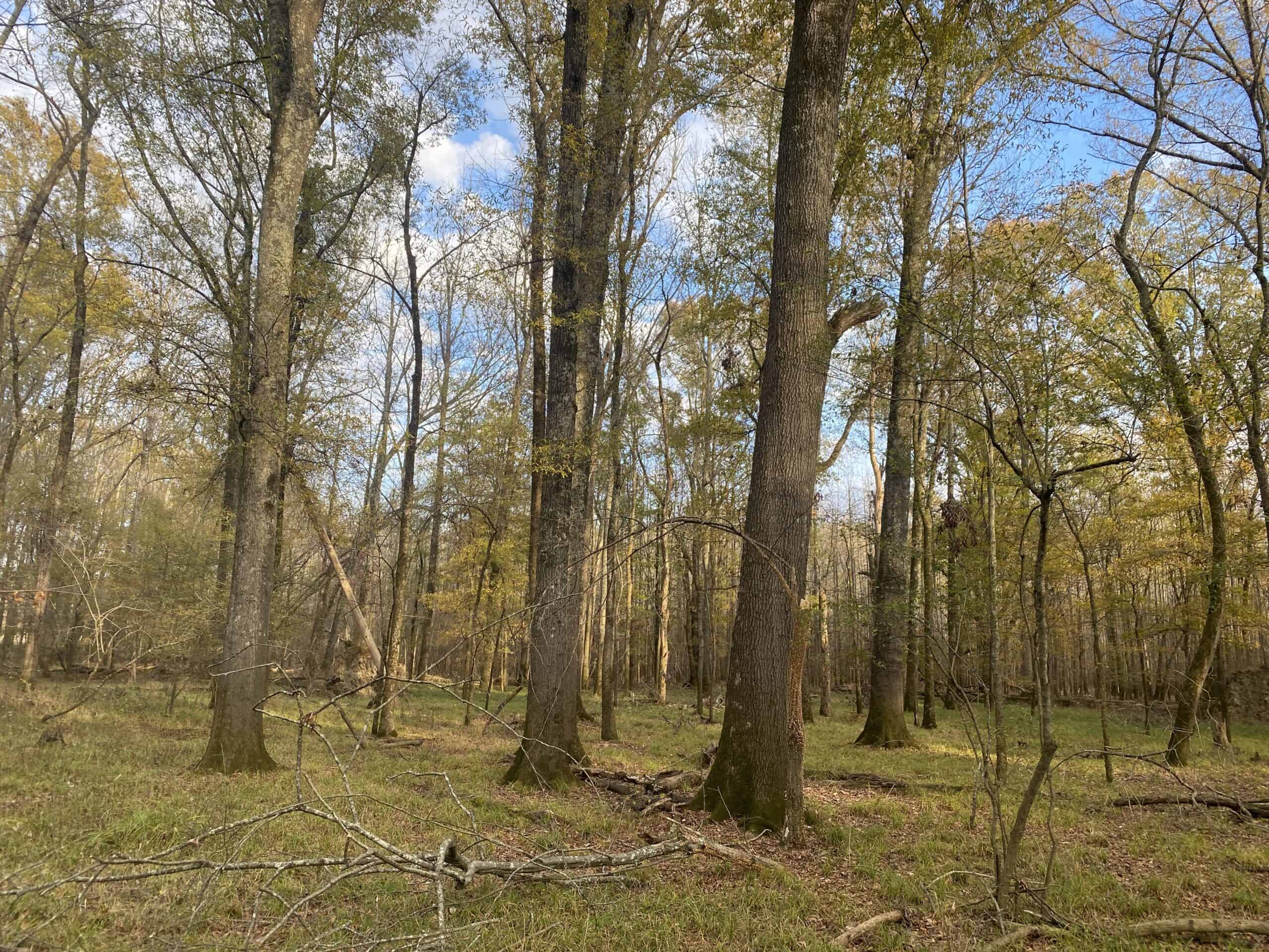 LAND FOR SALE IN TN, DEER & TURKEY HUNTING, BOTTOMLAND & UPLAND