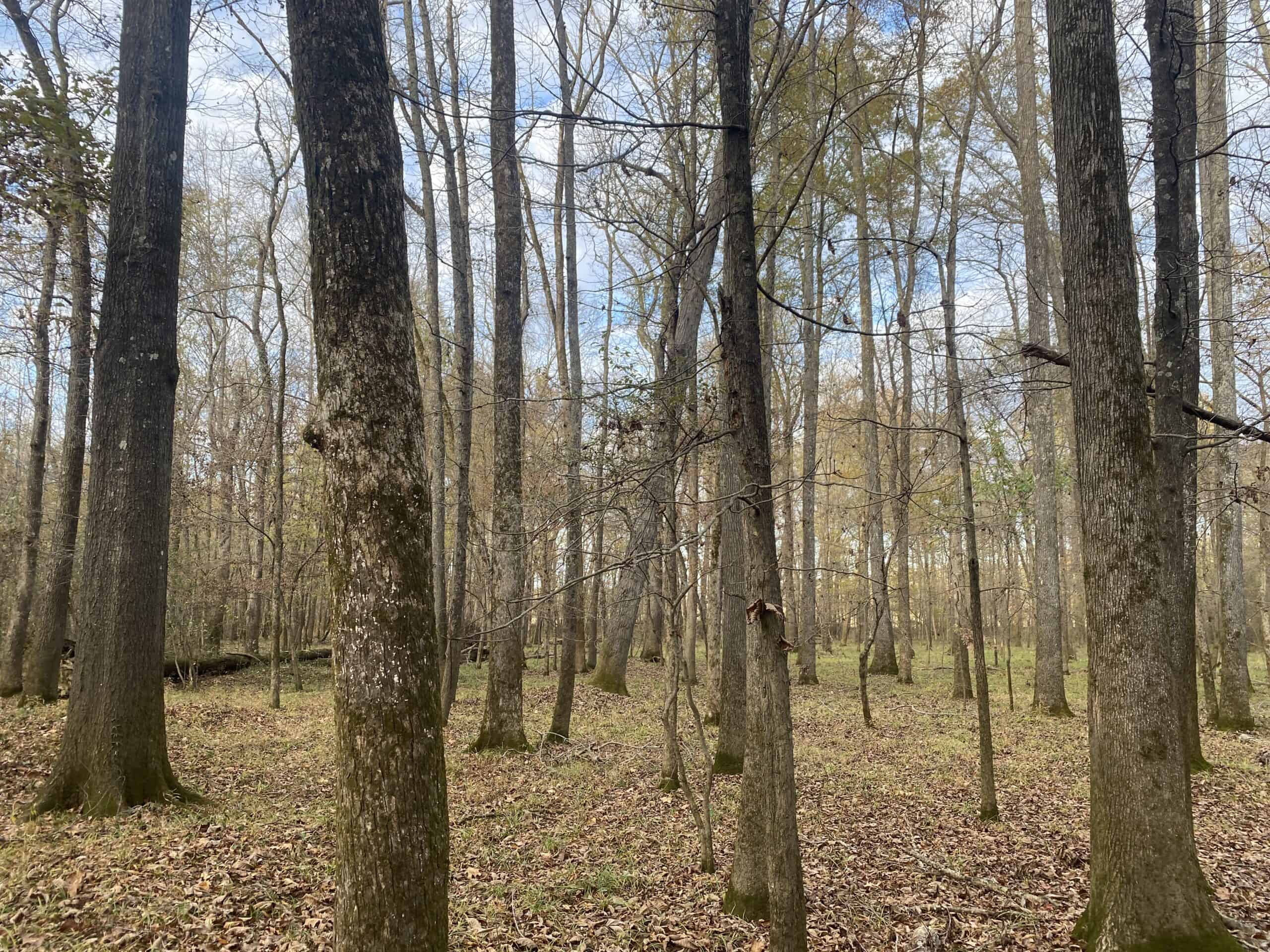 LAND FOR SALE IN TN, DEER & TURKEY HUNTING, BOTTOMLAND & UPLAND
