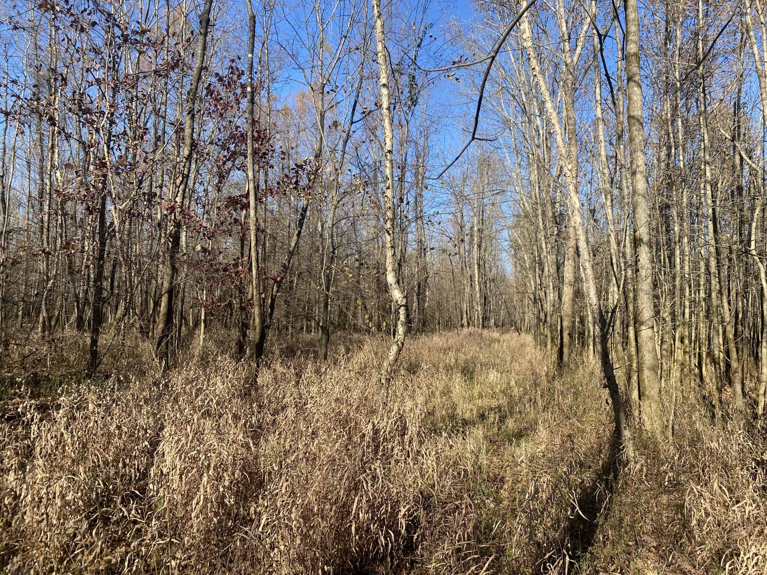 LAND FOR SALE IN TN, DEER & TURKEY HUNTING, BOTTOMLAND & UPLAND